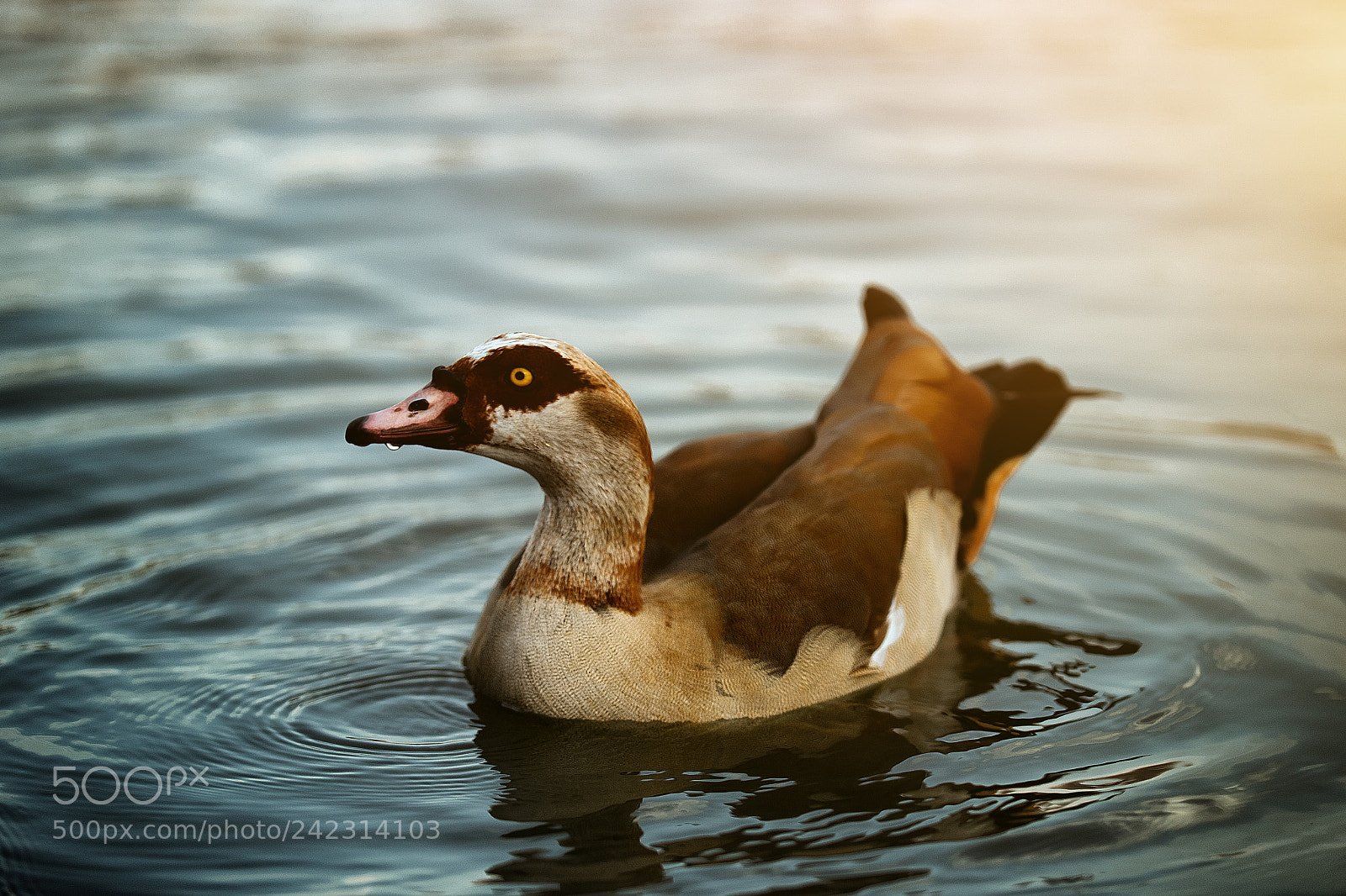 Canon EOS 7D Mark II sample photo. Ducky-duck photography