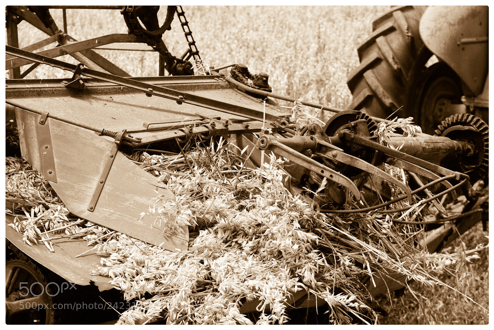 Nikon D5500 sample photo. Harvesting  photography