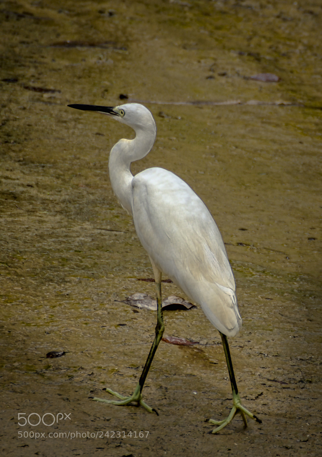 Canon EOS 60D sample photo. Take a walk photography