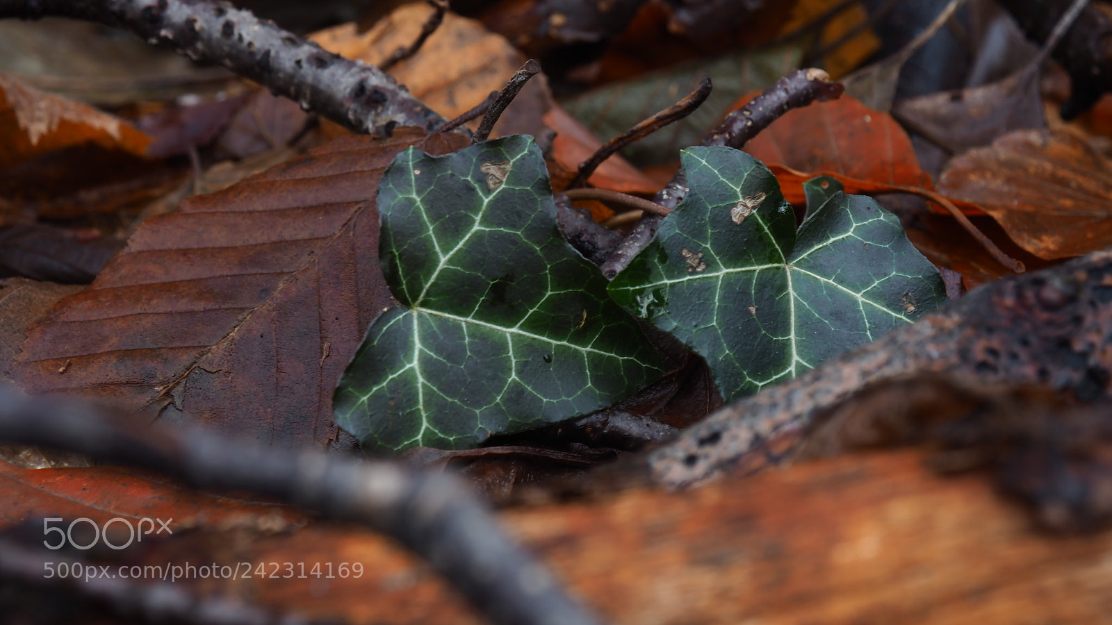 Olympus OM-D E-M10 II sample photo. Green between foliage photography