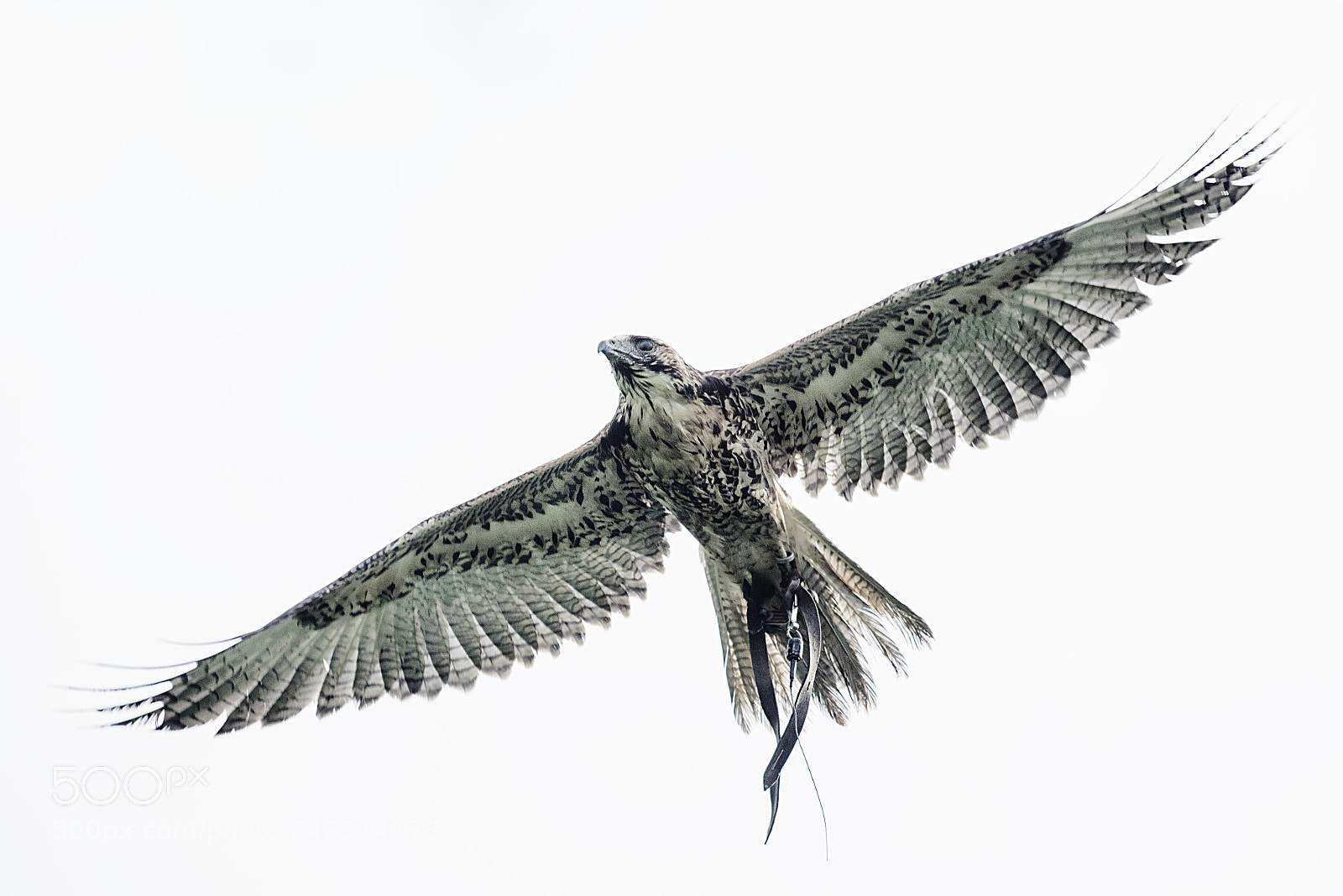 Nikon D800E sample photo. Flugschau freiflughalle ba photography