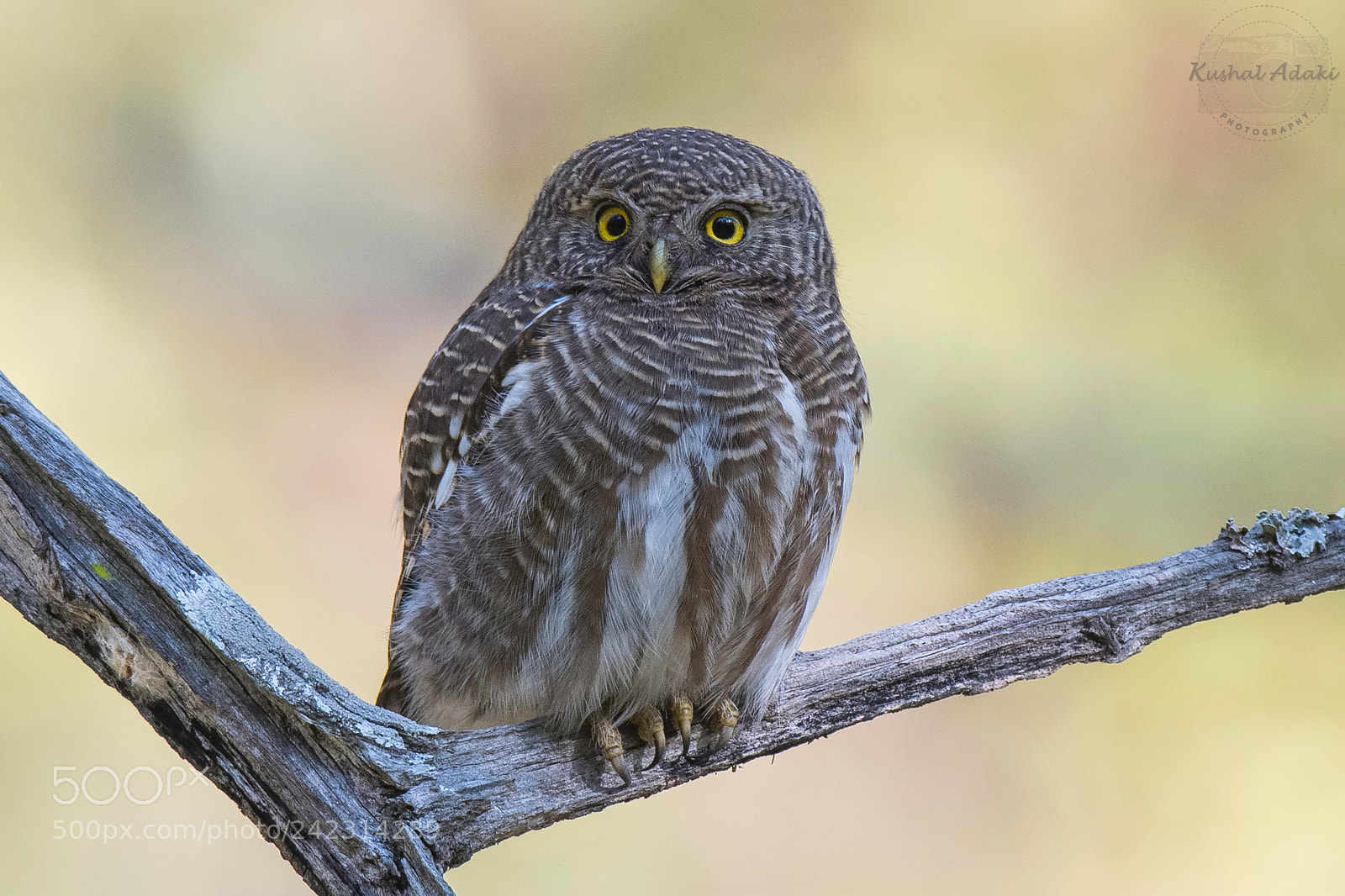 Nikon D500 sample photo. Asian barred owlet photography