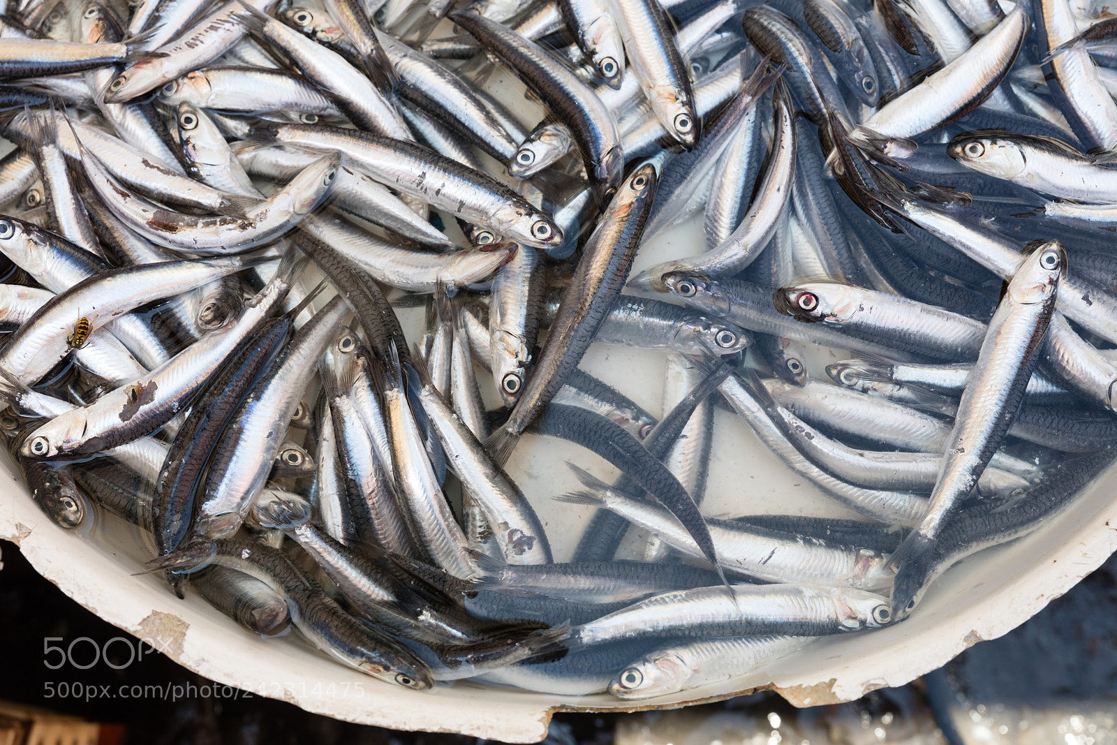 Canon EOS 5DS R sample photo. Mediterranean fish exposed in photography