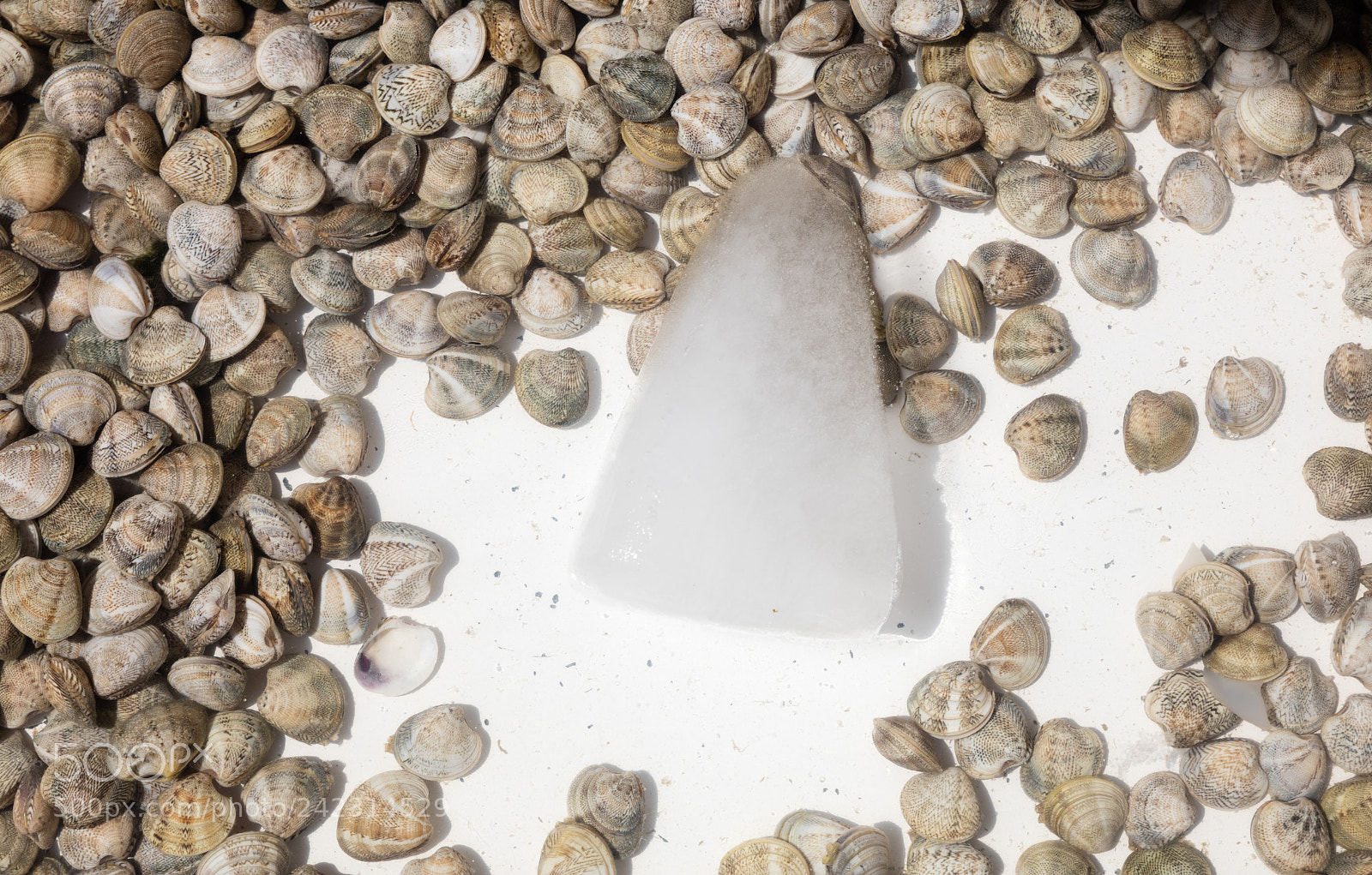 Canon EOS 5DS R sample photo. Cockles in seamarket photography