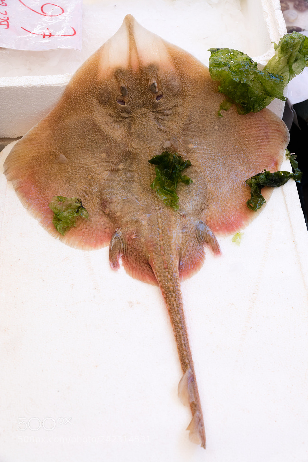 Canon EOS 5DS R sample photo. Stingray at the fish photography