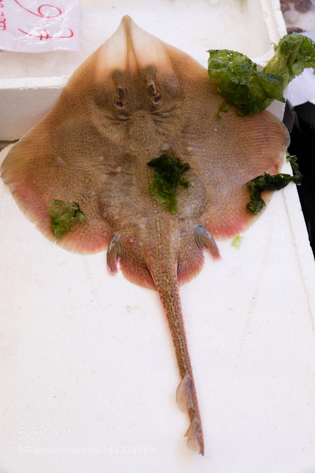 Canon EOS 5DS R sample photo. Stingray at the fish photography