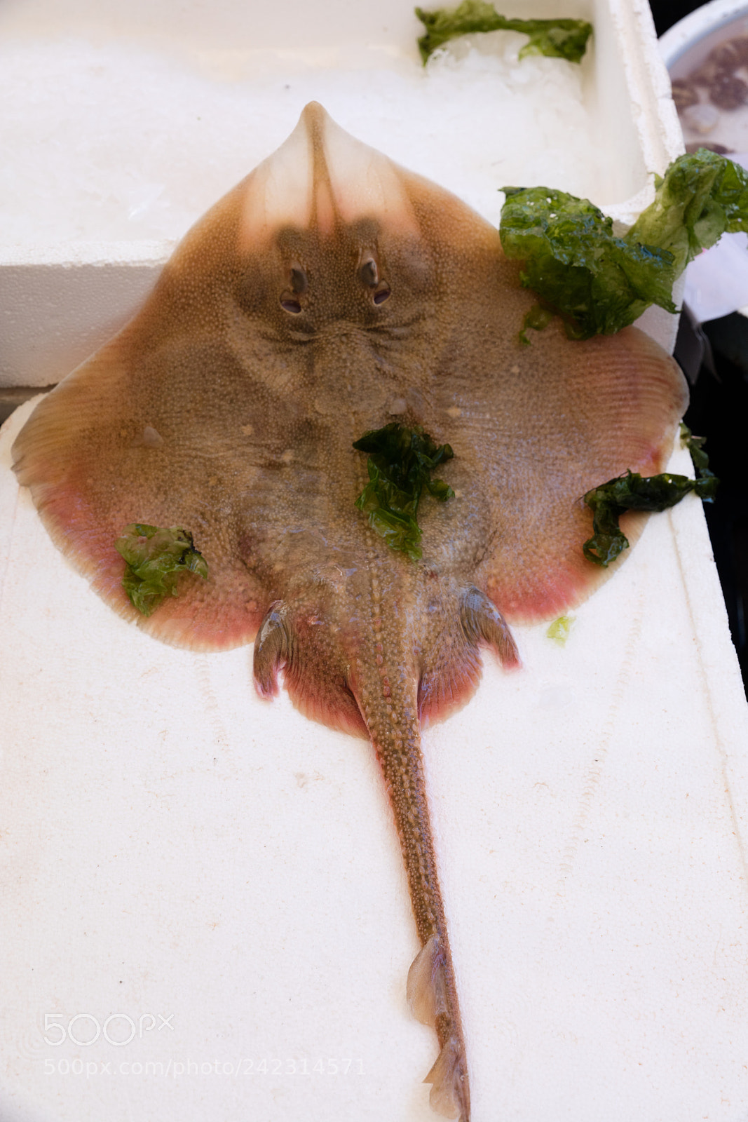 Canon EOS 5DS R sample photo. Stingray at the fish photography
