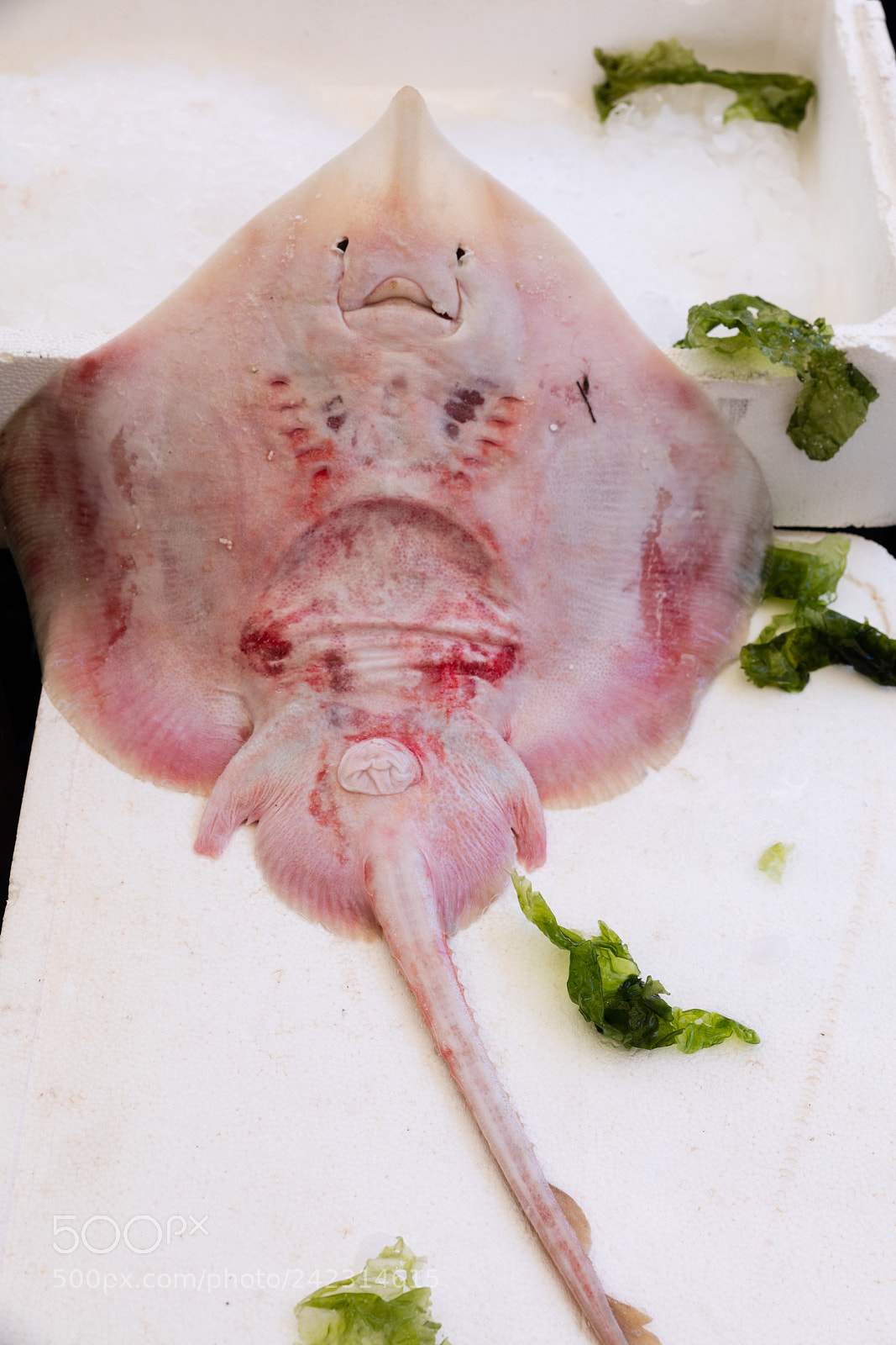 Canon EOS 5DS R sample photo. Stingray at the fish photography