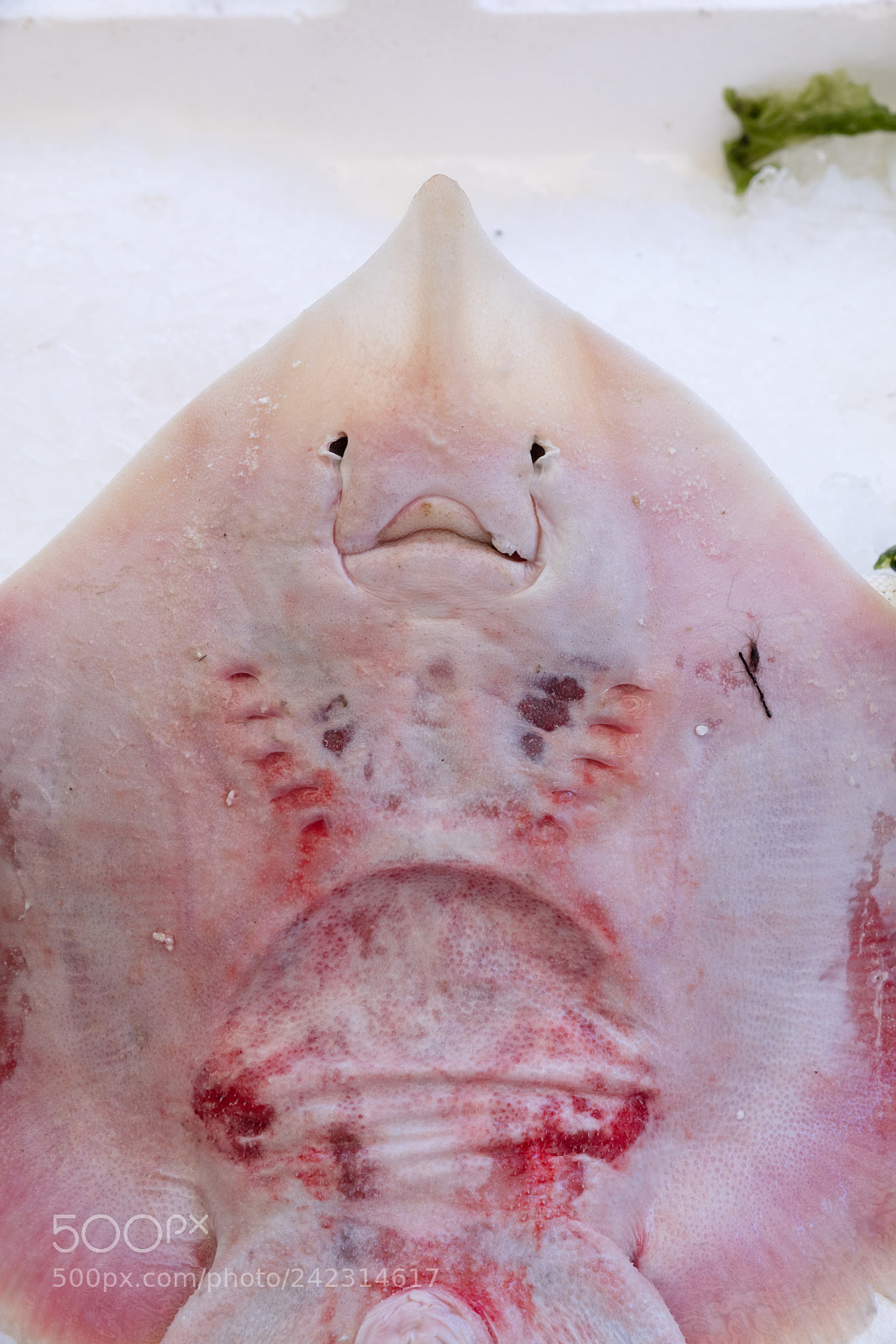 Canon EOS 5DS R sample photo. Stingray at the fish photography