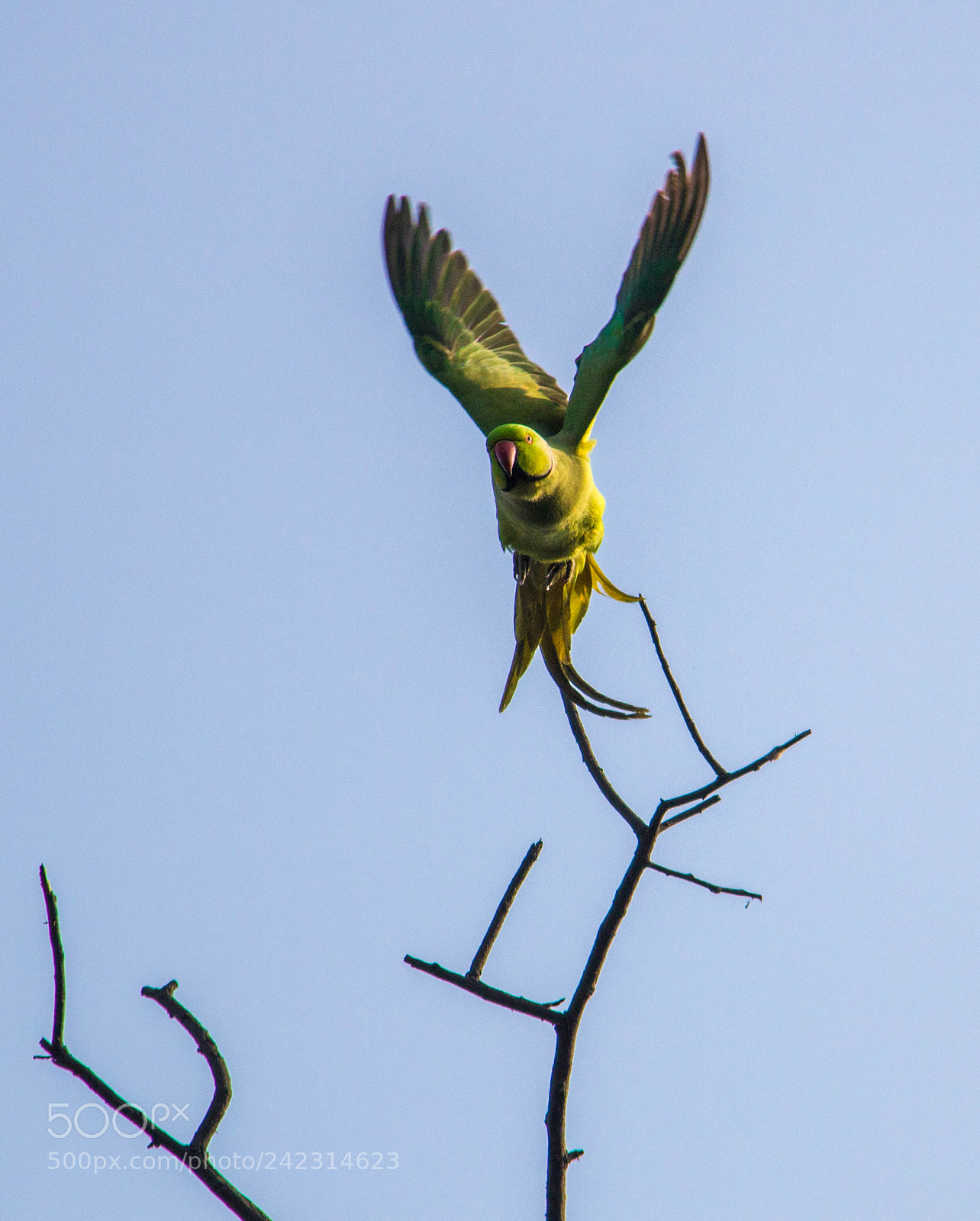 Canon EOS 750D (EOS Rebel T6i / EOS Kiss X8i) sample photo. Its time to fly ! photography