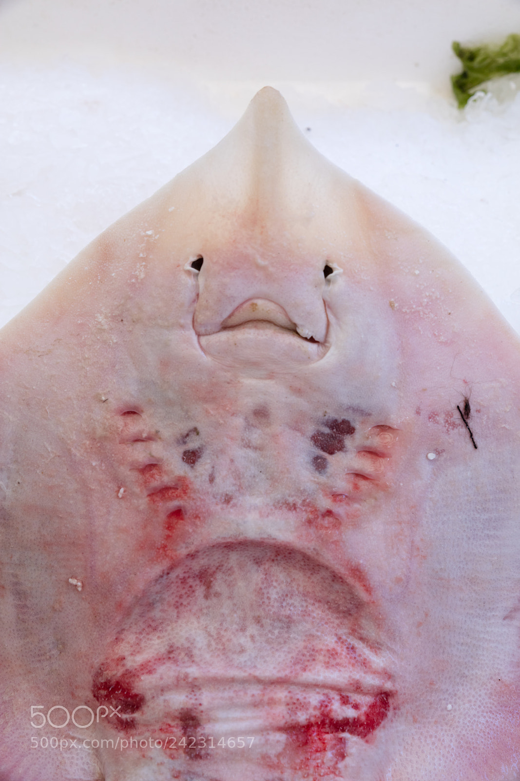 Canon EOS 5DS R sample photo. Stingray at the fish photography