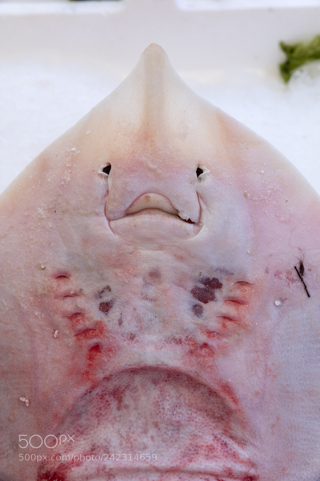 Canon EOS 5DS R sample photo. Stingray at the fish photography