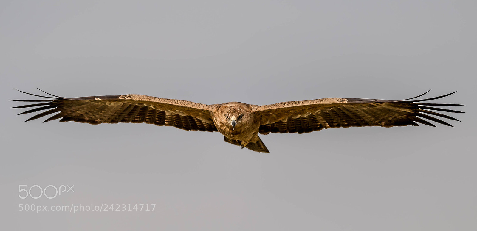 Nikon D5 sample photo. Tawny eagle photography