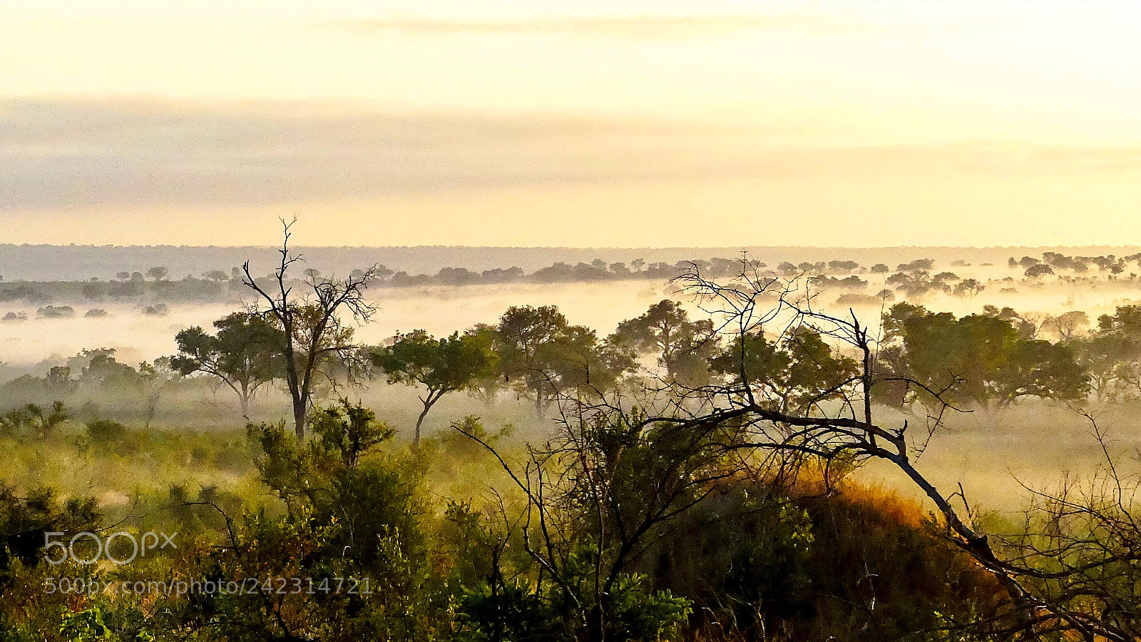Panasonic Lumix DMC-FZ300 sample photo. Savannah... photography