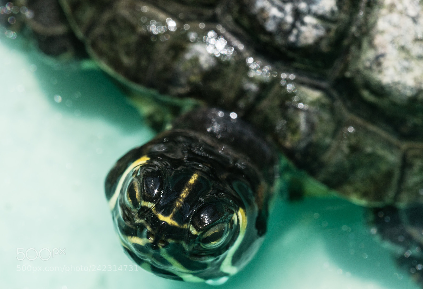 Canon EOS 5DS R sample photo. Macro portrait of turtle photography