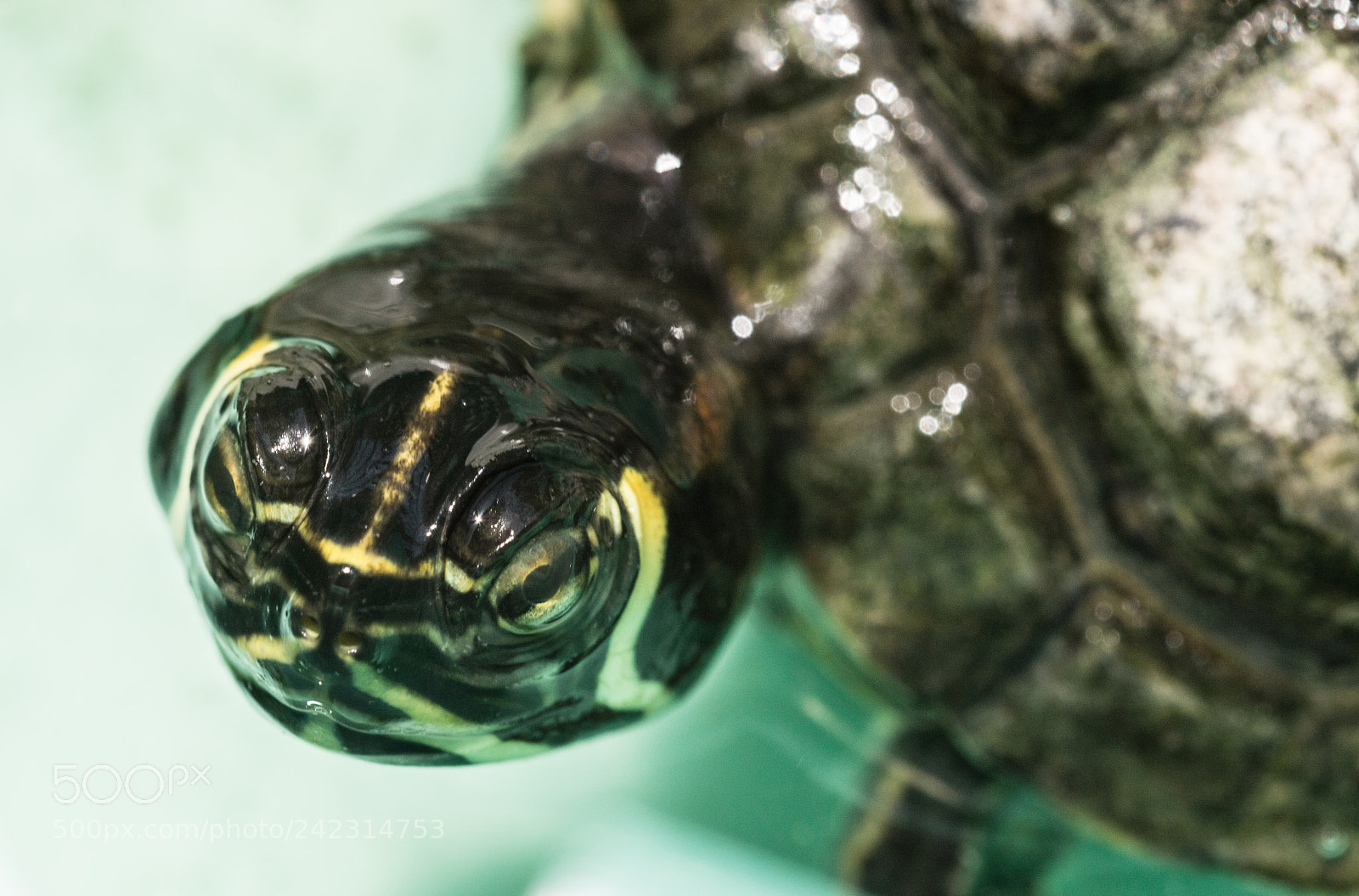 Canon EOS 5DS R sample photo. Macro portrait of turtle photography