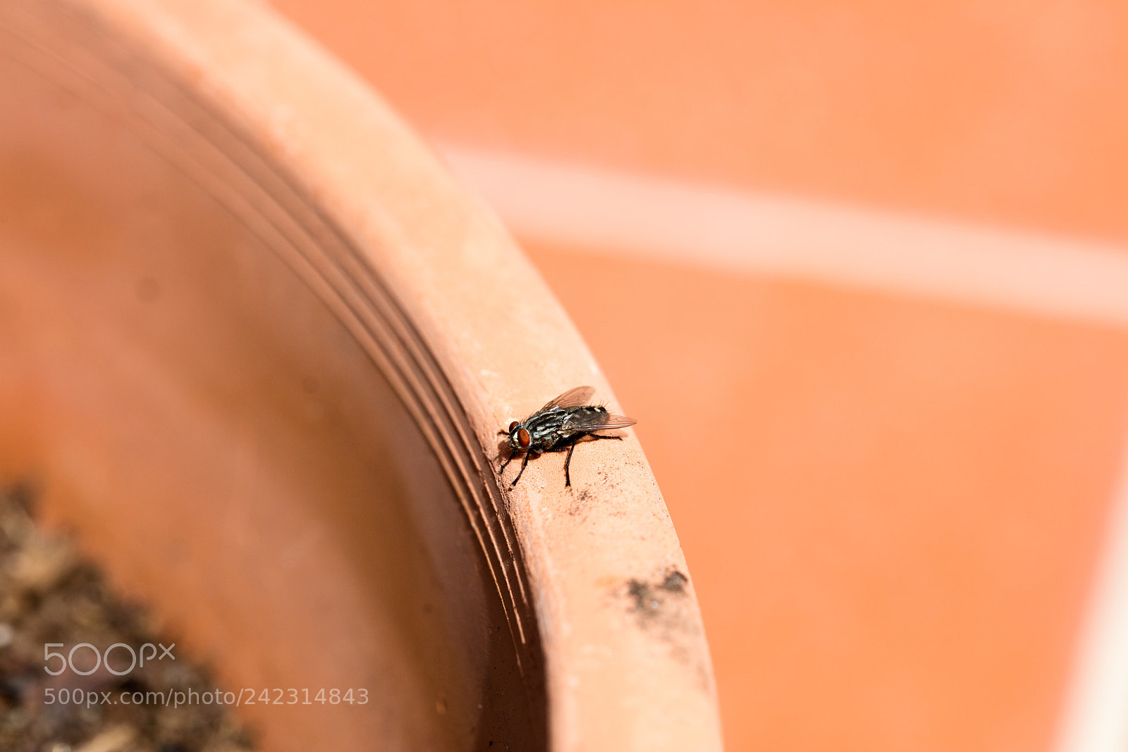 Canon EOS 5DS R sample photo. Green fly isolated photography