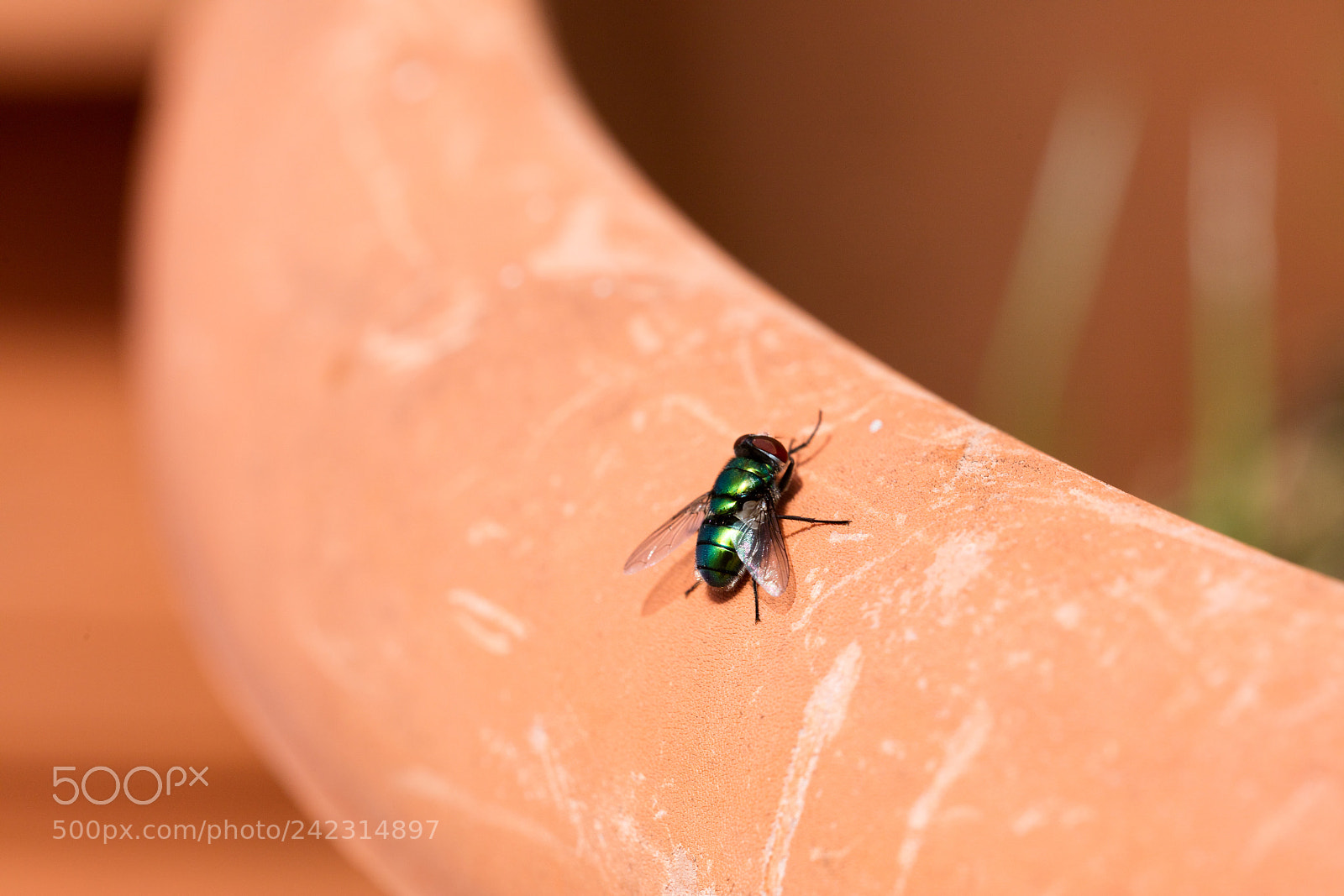 Canon EOS 5DS R sample photo. Green fly isolated photography
