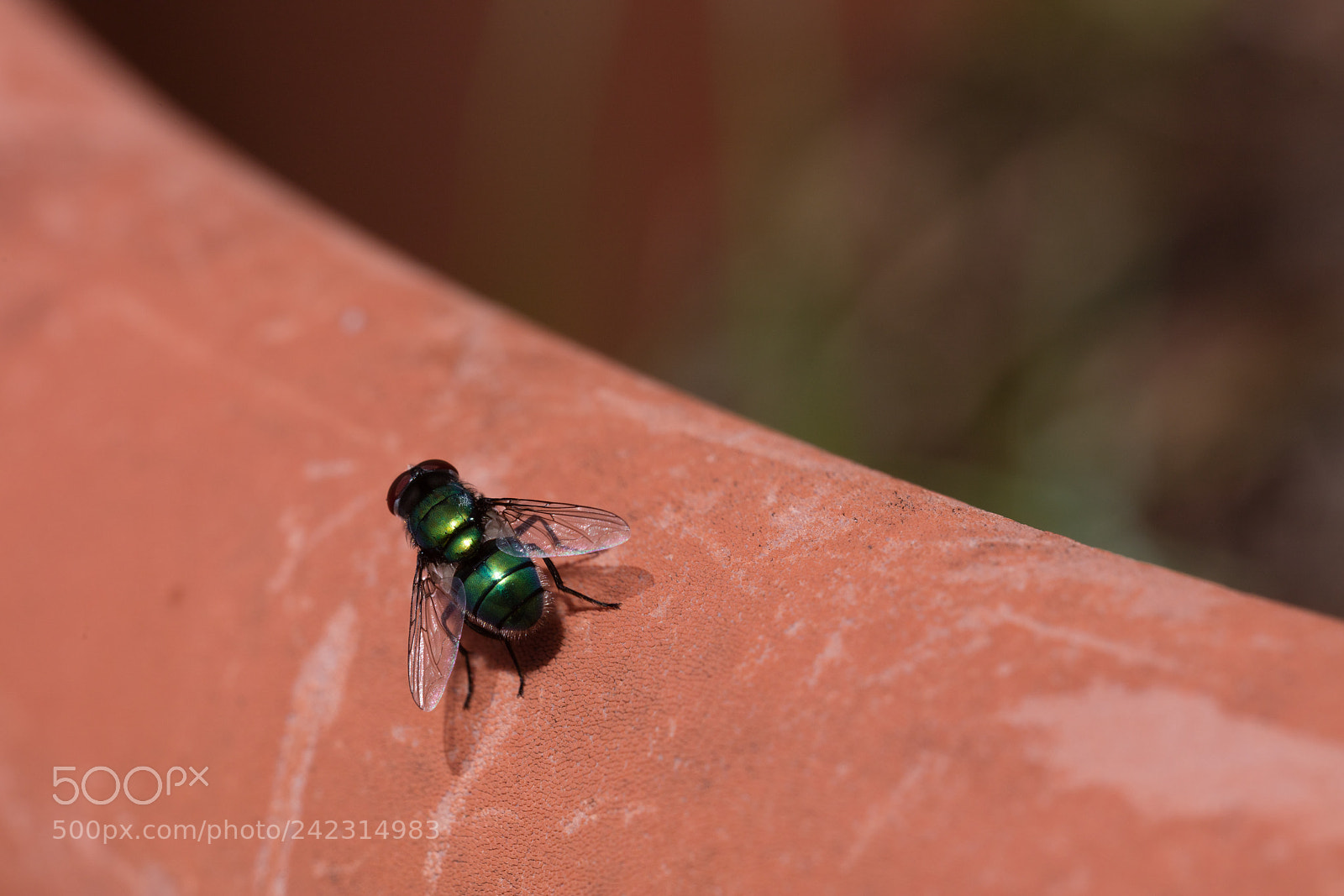 Canon EOS 5DS R sample photo. Green fly isolated photography