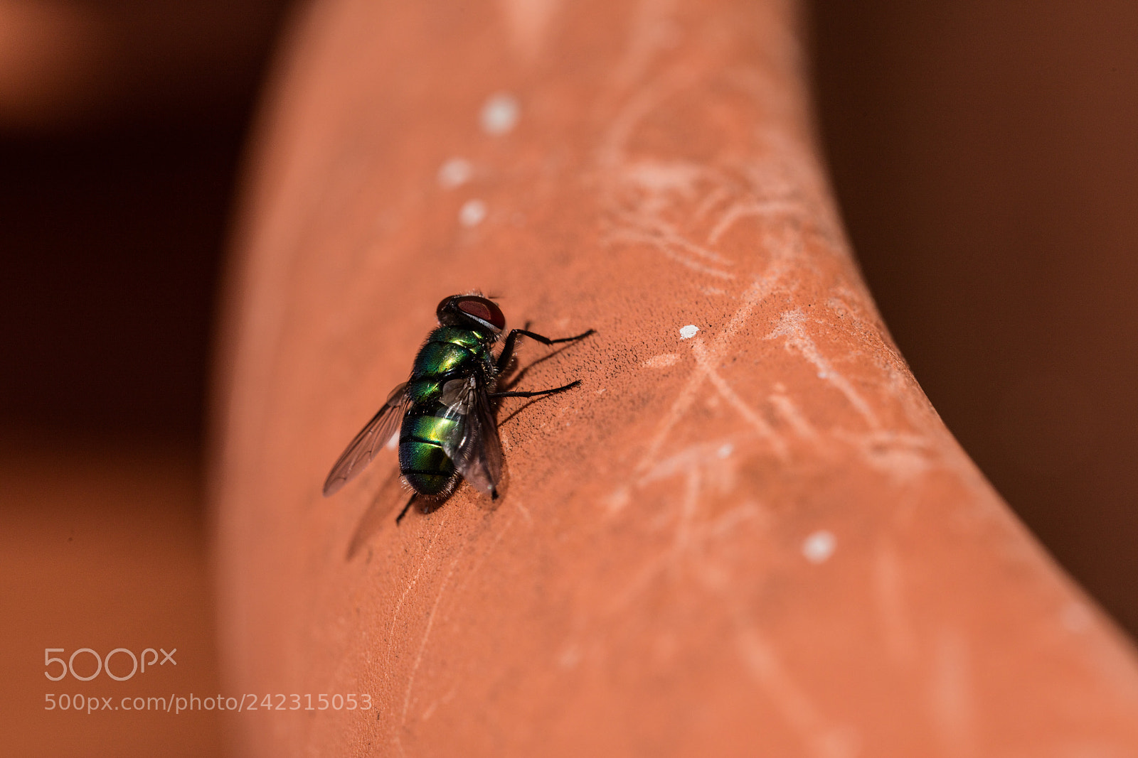Canon EOS 5DS R sample photo. Green fly isolated photography