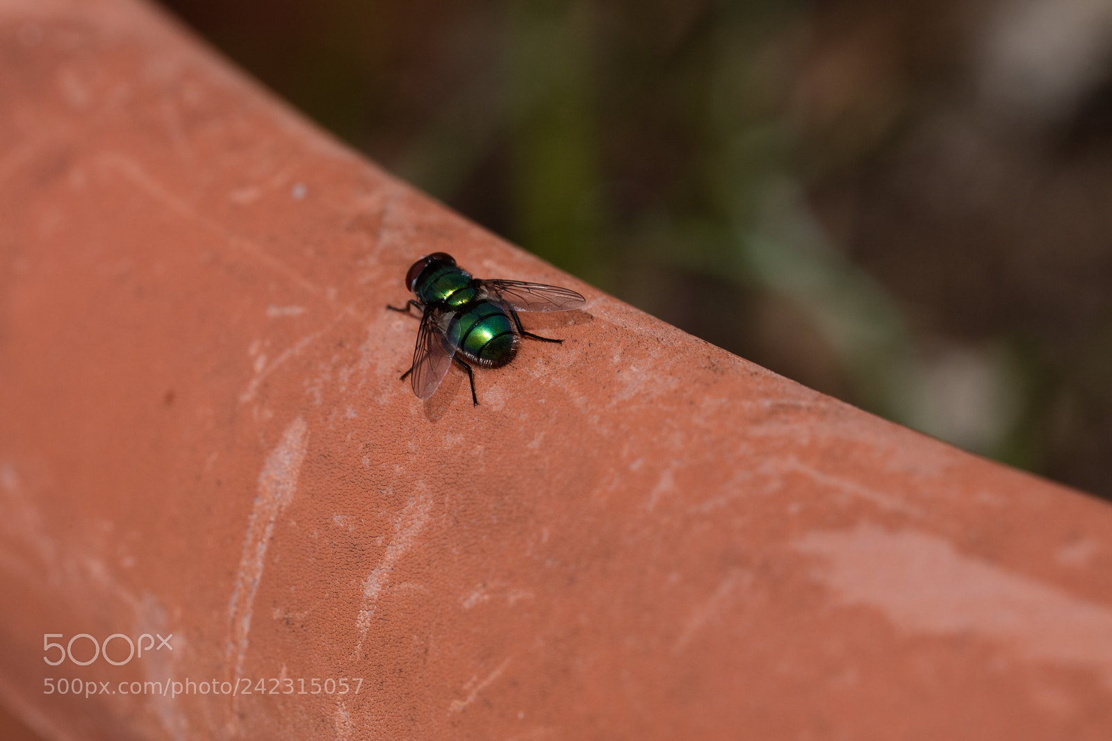 Canon EOS 5DS R sample photo. Green fly isolated photography