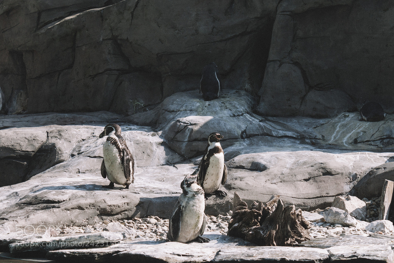 Canon EOS 500D (EOS Rebel T1i / EOS Kiss X3) sample photo. Penguins photography