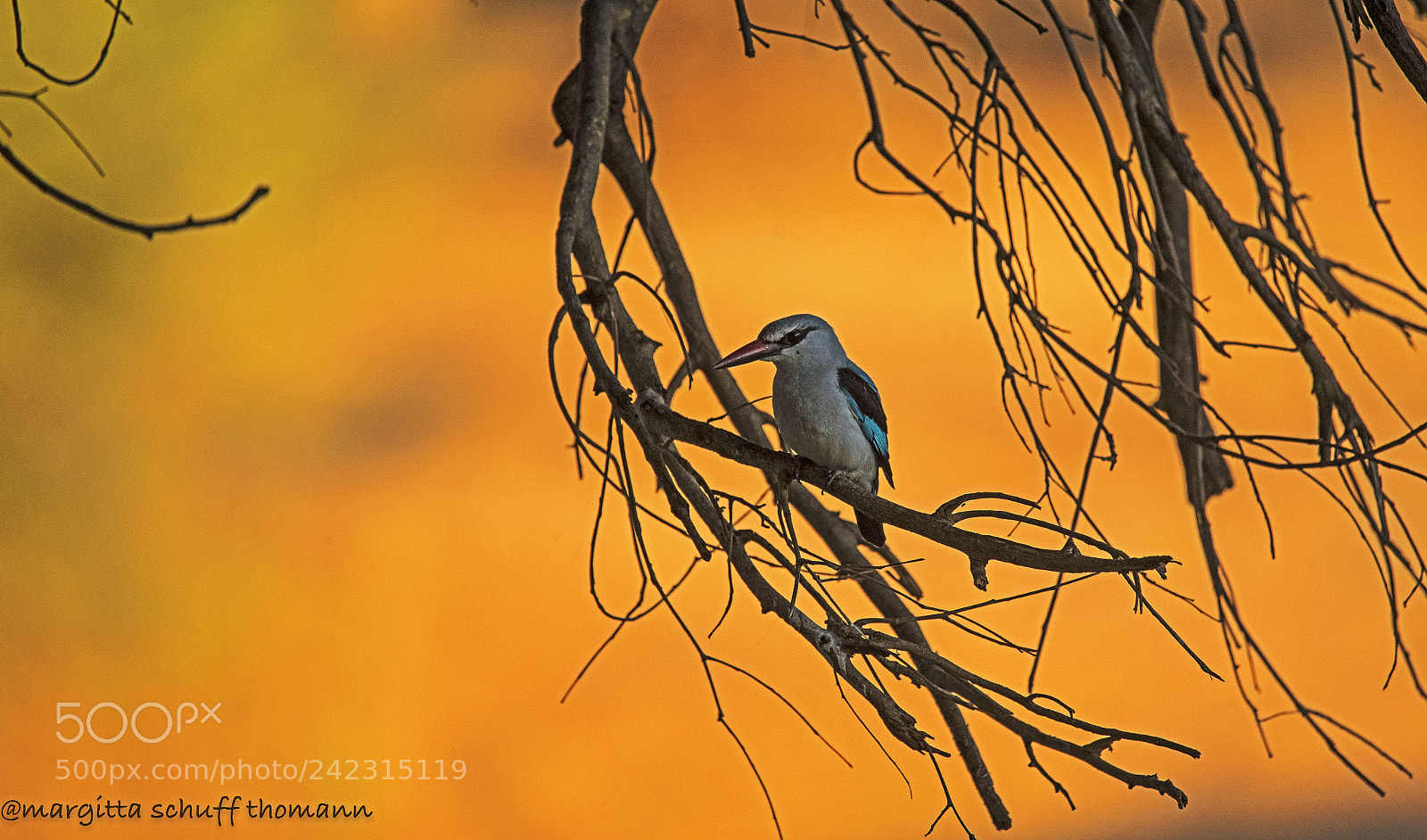 Canon EOS-1D X Mark II sample photo. Woodland kingfisher at sunset.. photography