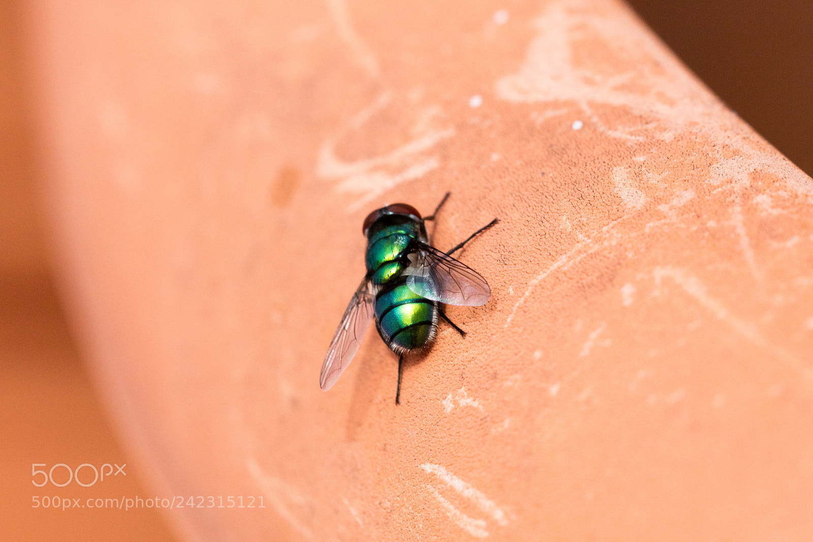 Canon EOS 5DS R sample photo. Green fly isolated photography