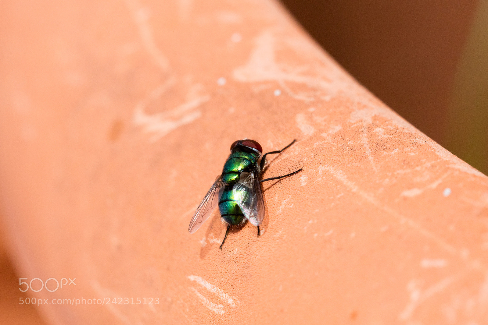 Canon EOS 5DS R sample photo. Green fly isolated photography