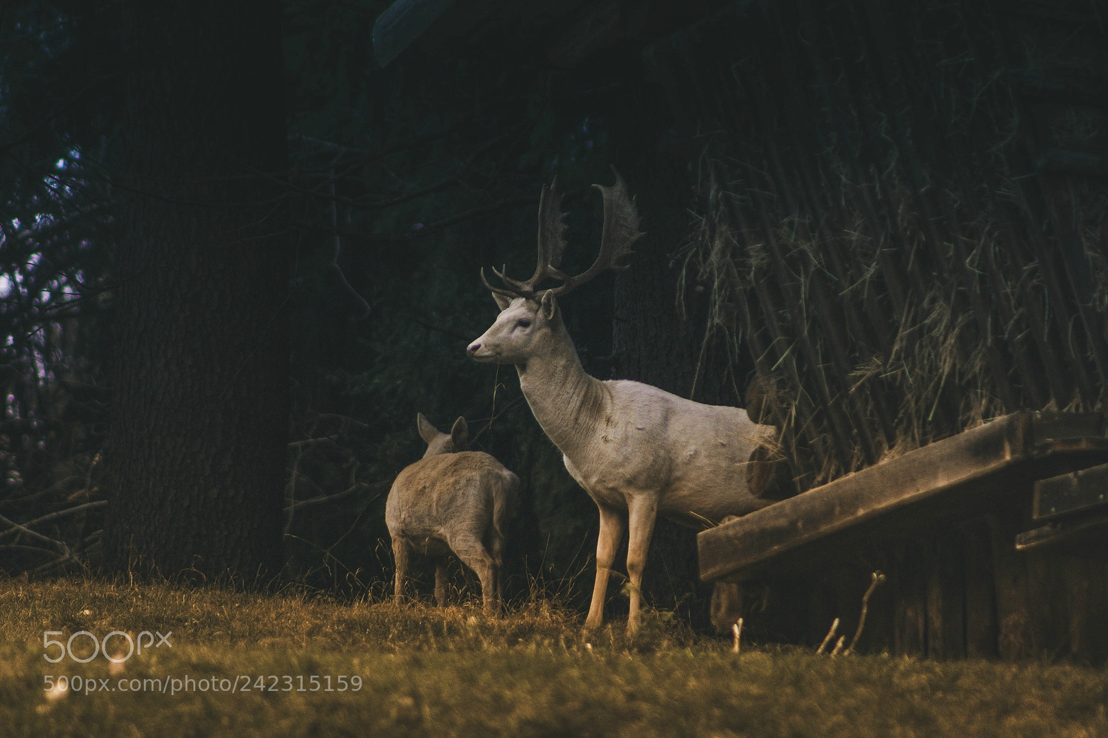 Canon EOS 1200D (EOS Rebel T5 / EOS Kiss X70 / EOS Hi) sample photo. Fallow deer photography