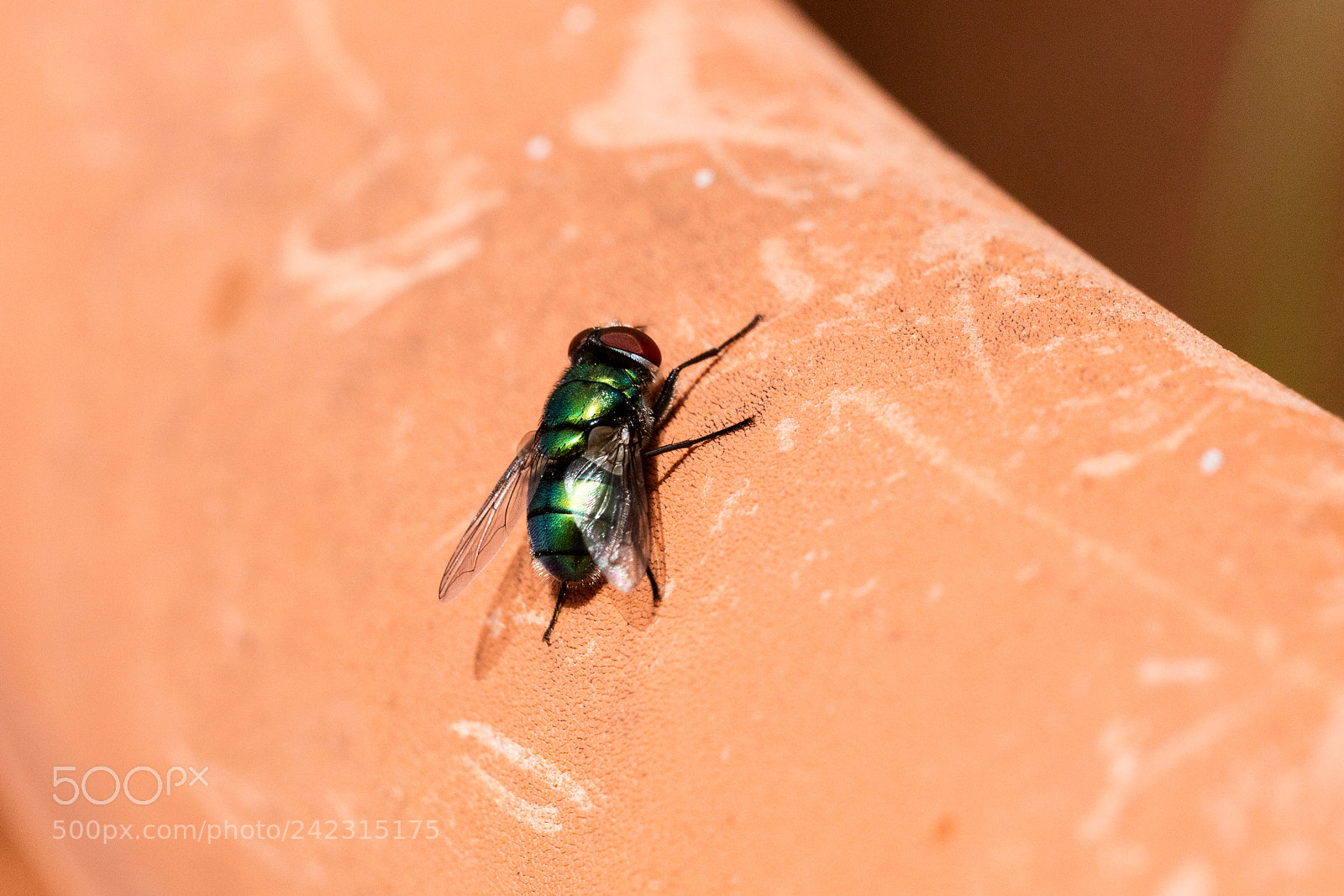 Canon EOS 5DS R sample photo. Green fly isolated photography