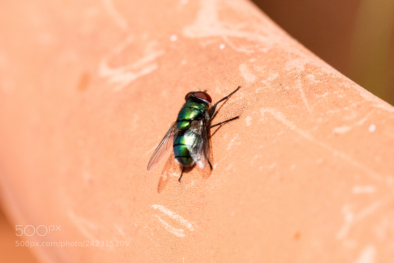 Canon EOS 5DS R sample photo. Green fly isolated photography