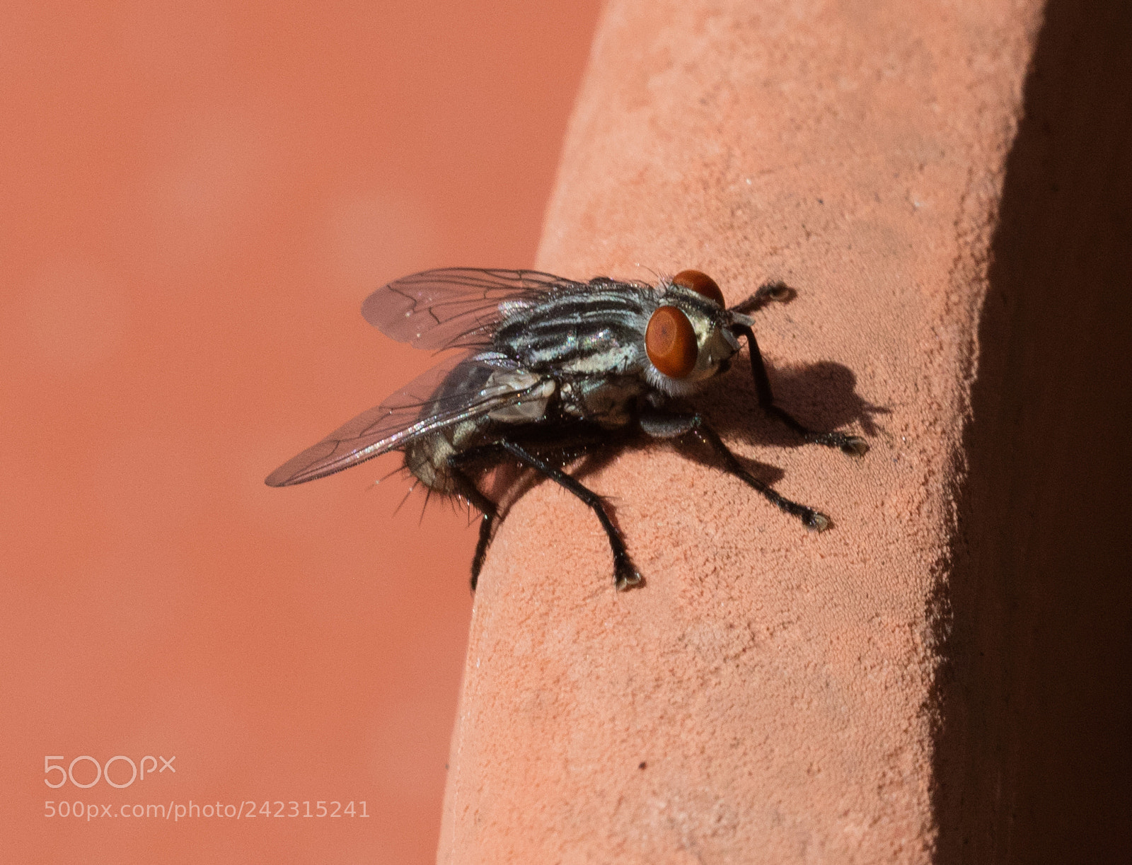 Canon EOS 5DS R sample photo. Fly isolated on backround photography