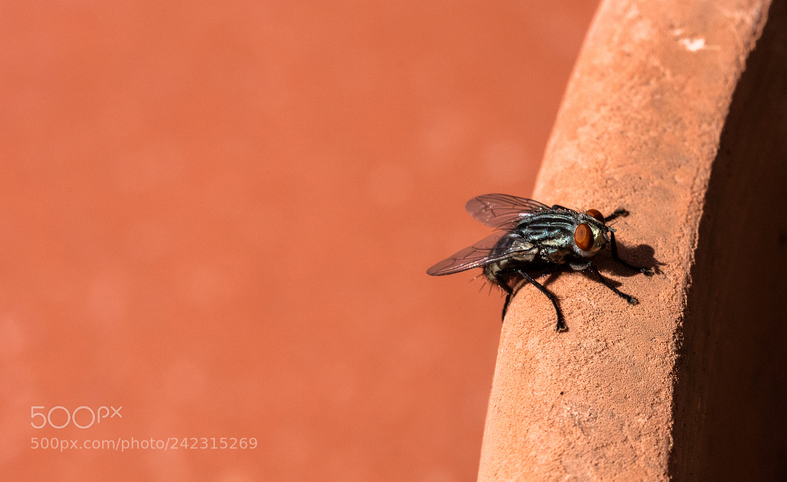 Canon EOS 5DS R sample photo. Fly isolated on backround photography