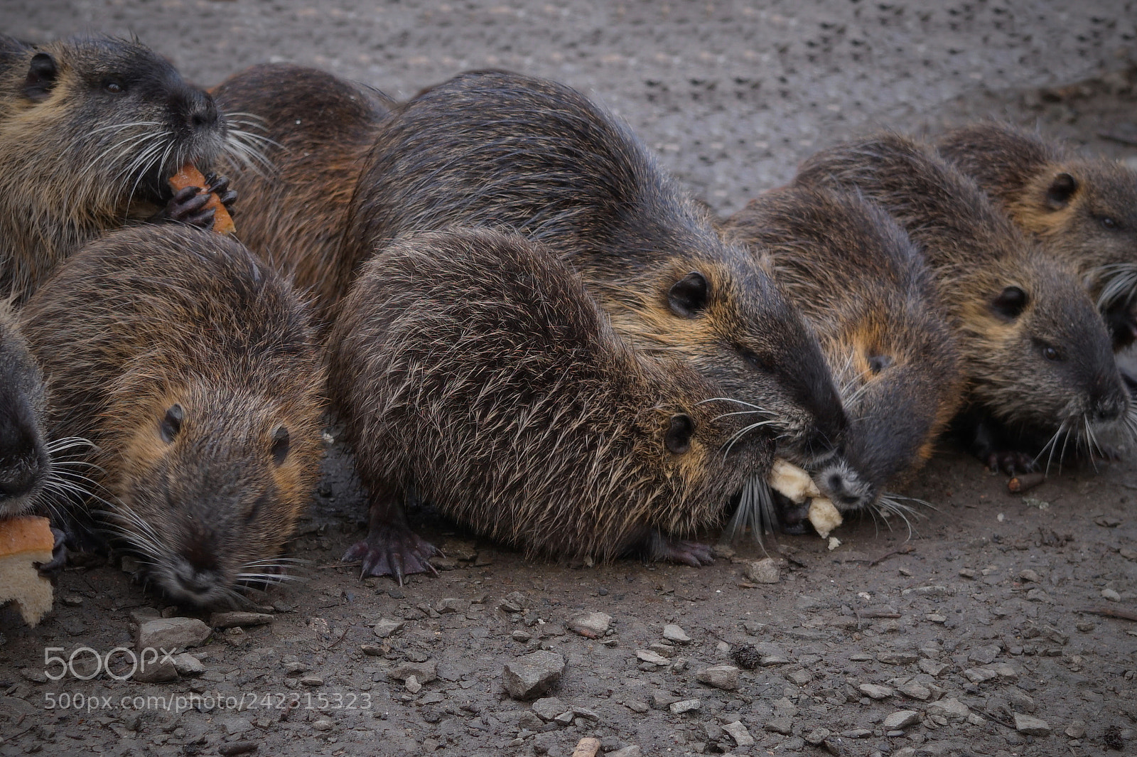 Sony Alpha a5000 (ILCE 5000) sample photo. Nutrie photography
