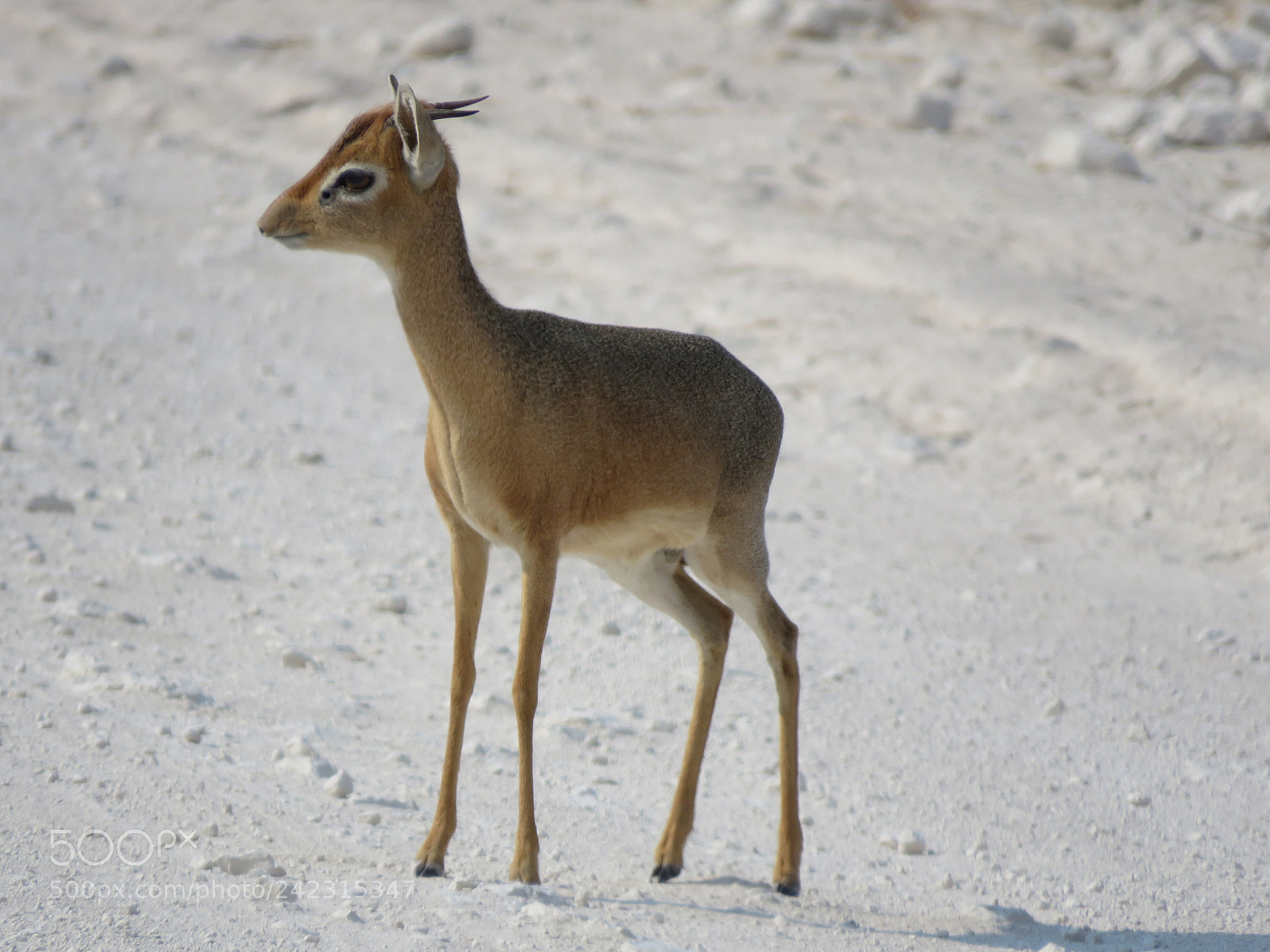 Canon PowerShot SX60 HS sample photo. Dik-dik photography