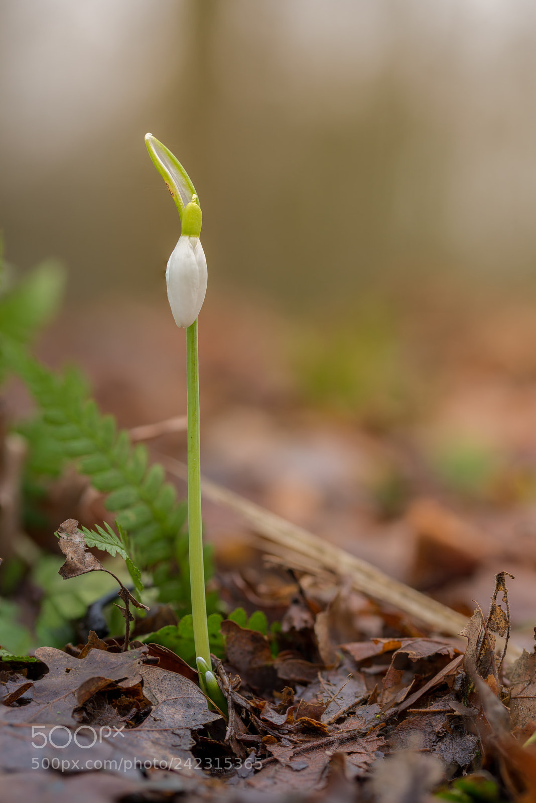 Nikon D810 sample photo. First sign of spring photography