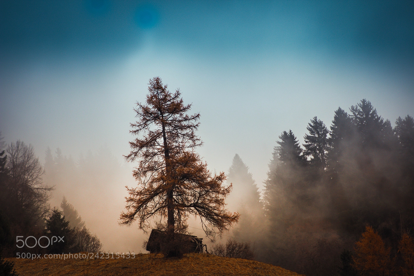 Canon EOS 1200D (EOS Rebel T5 / EOS Kiss X70 / EOS Hi) sample photo. Foggy forest photography