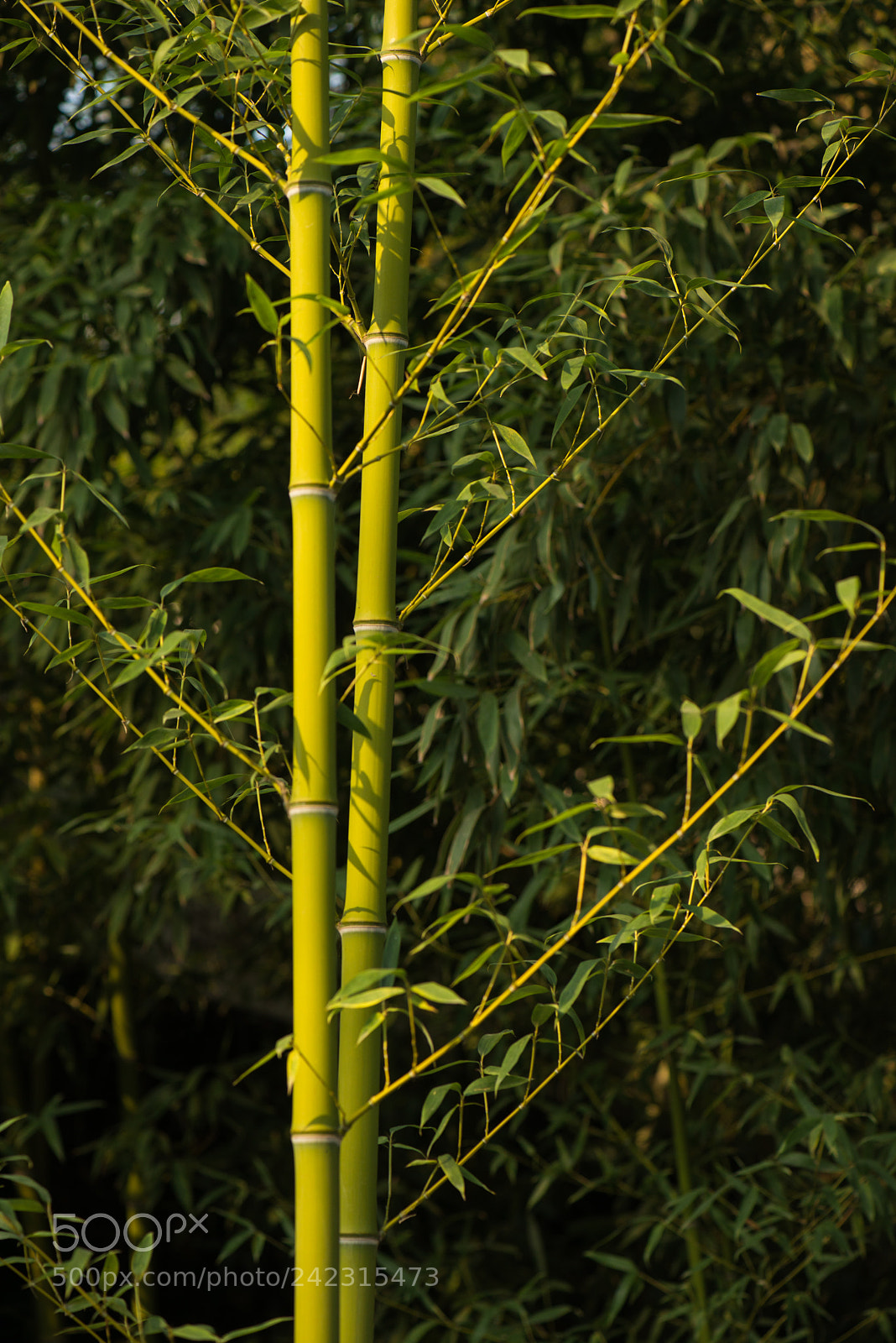 Nikon D800E sample photo. Bamboo photography