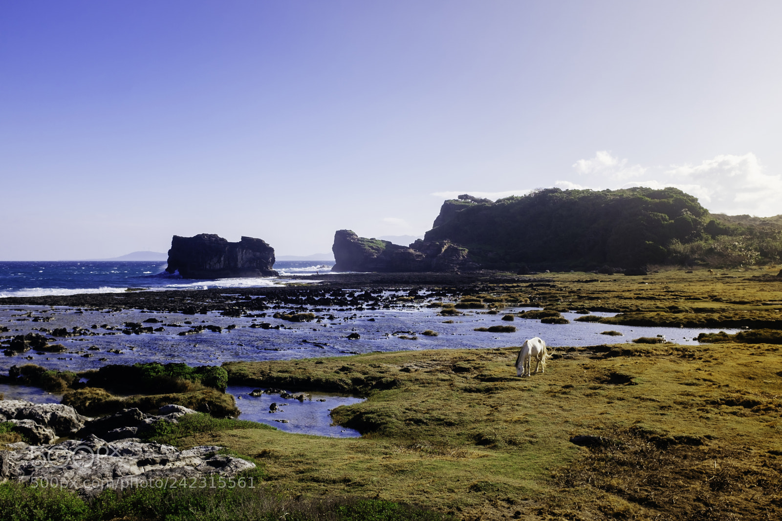 Fujifilm X100T sample photo. Grazing photography