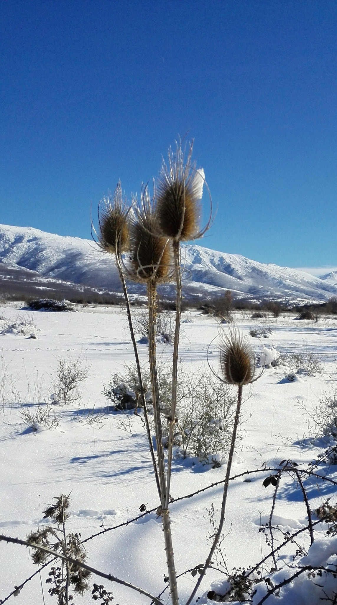 HUAWEI P7-L10 sample photo