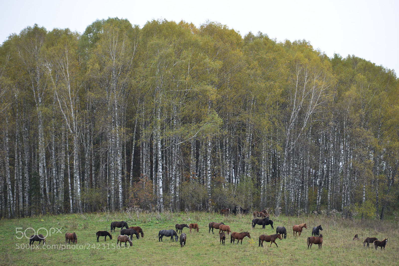 Nikon D800E sample photo. Altai photography