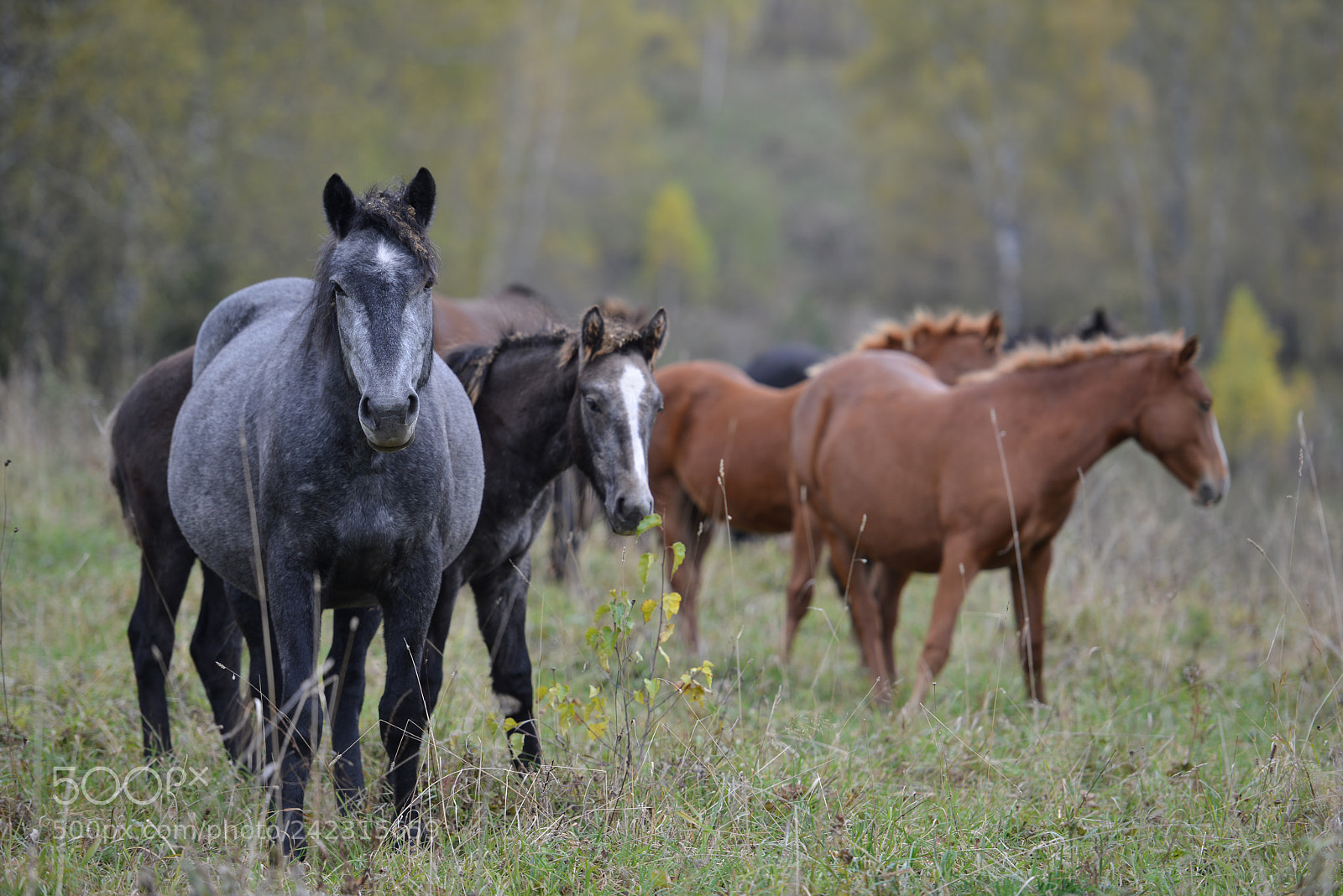 Nikon D800E sample photo. Altai photography