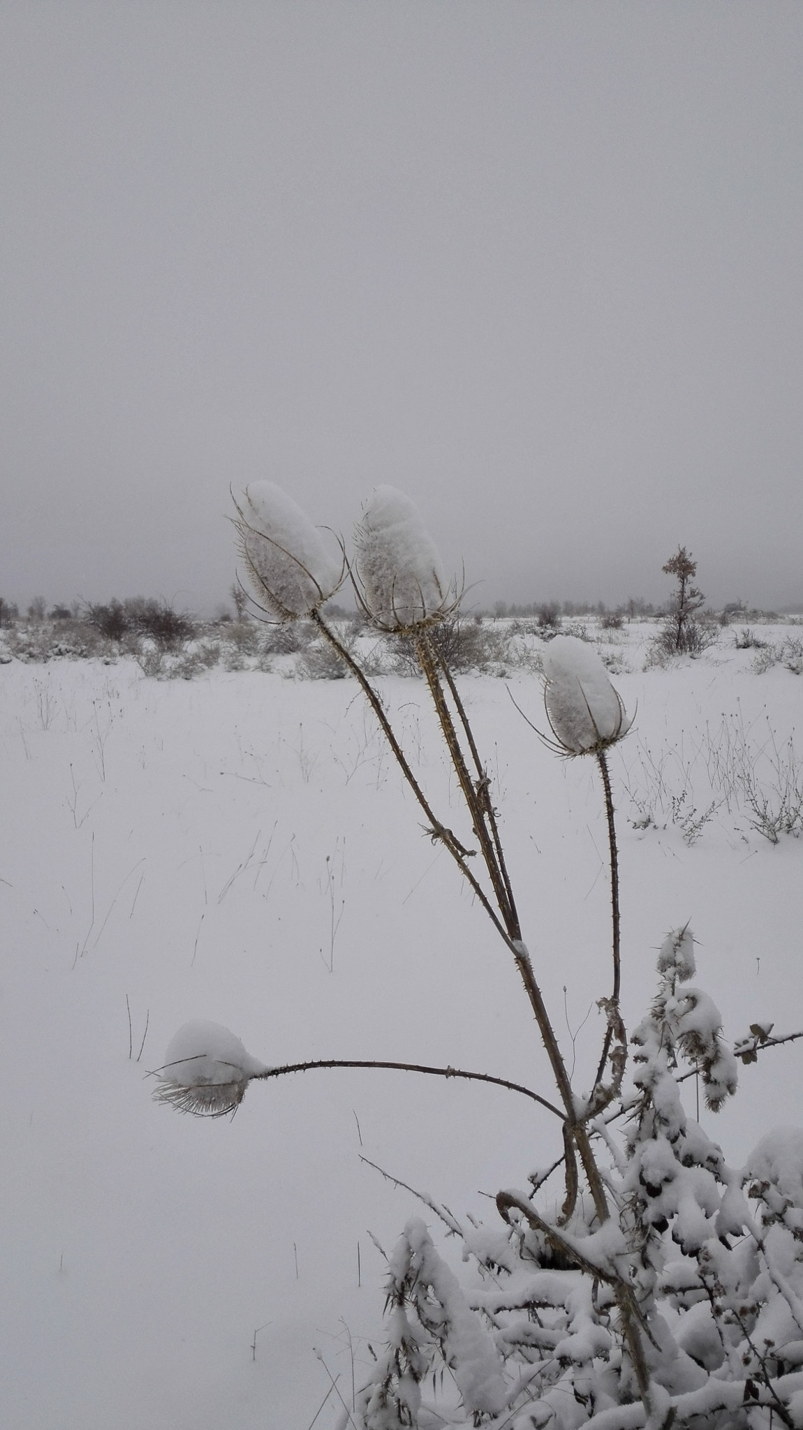 HUAWEI P7-L10 sample photo. Cardos de nieve photography