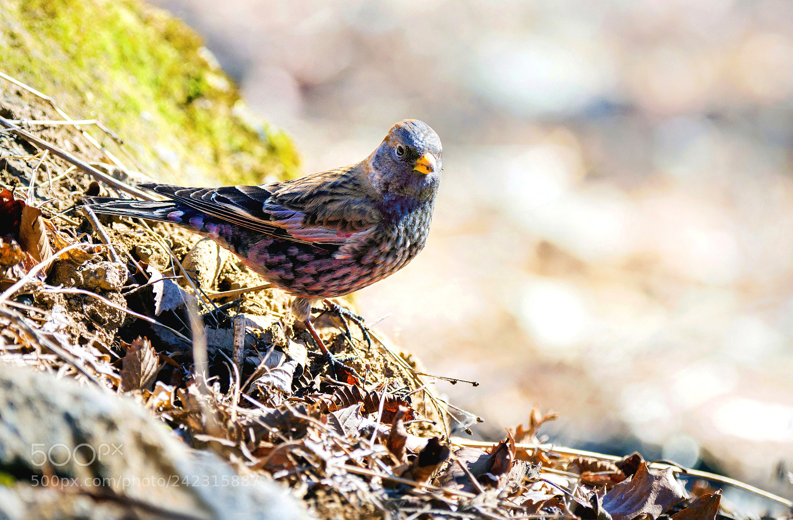 Nikon D800 sample photo. Leucosticte arctoa photography