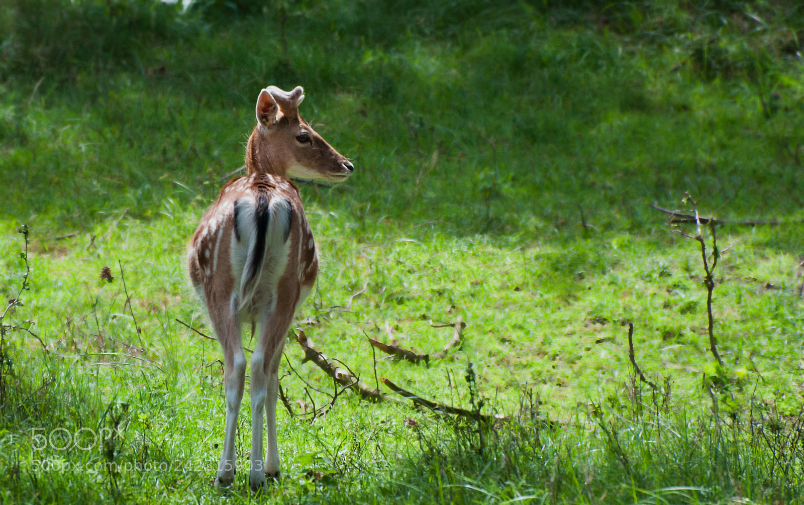 Nikon D90 sample photo. Doe in the field photography