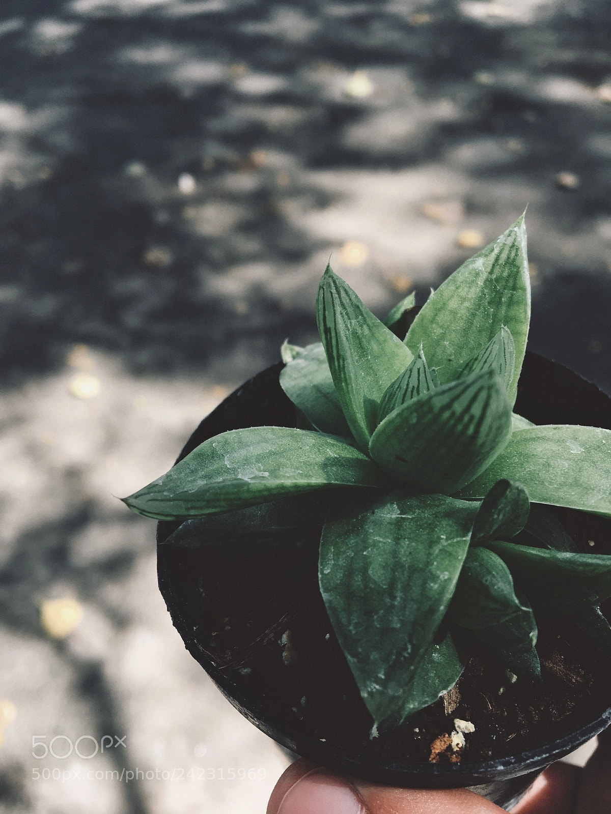 Apple iPhone 6s sample photo. . photography