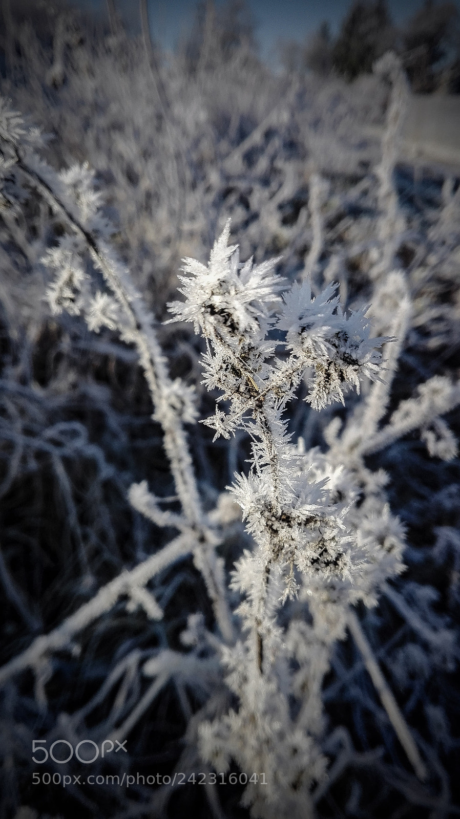 HUAWEI P8 Lite sample photo. Untitled photography