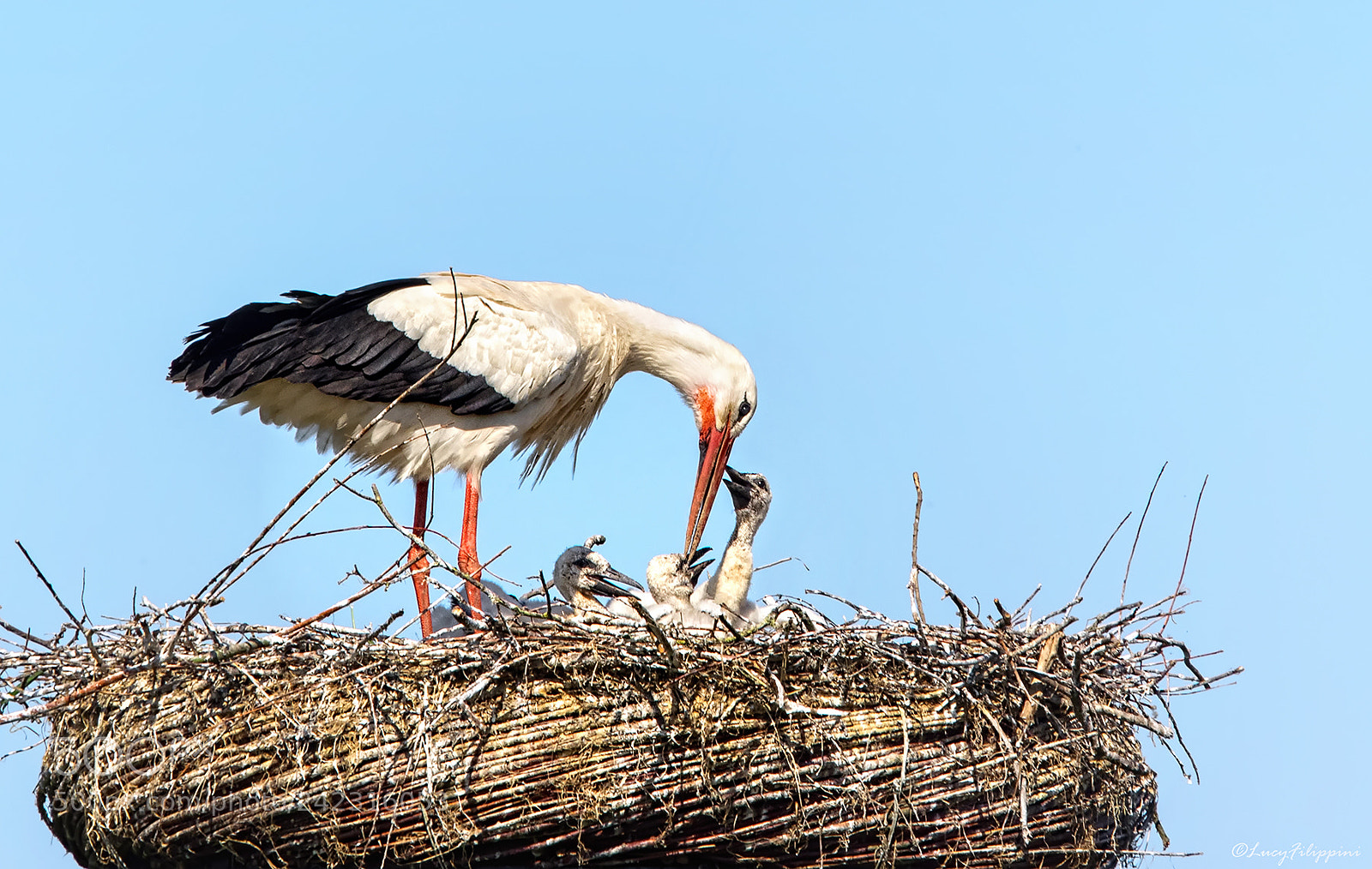 Olympus OM-D E-M1 sample photo. Stork's nest with babies... photography