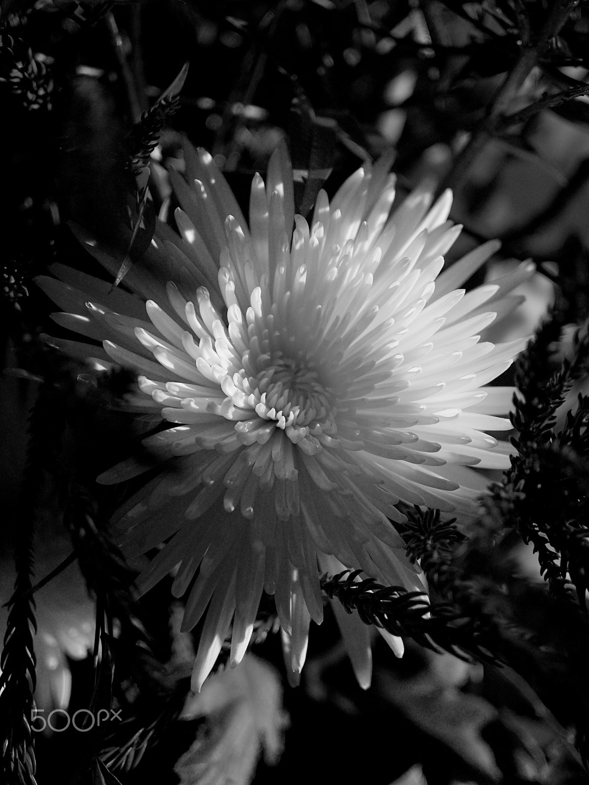 Nikon 1 J2 sample photo. Chysanthemum photography